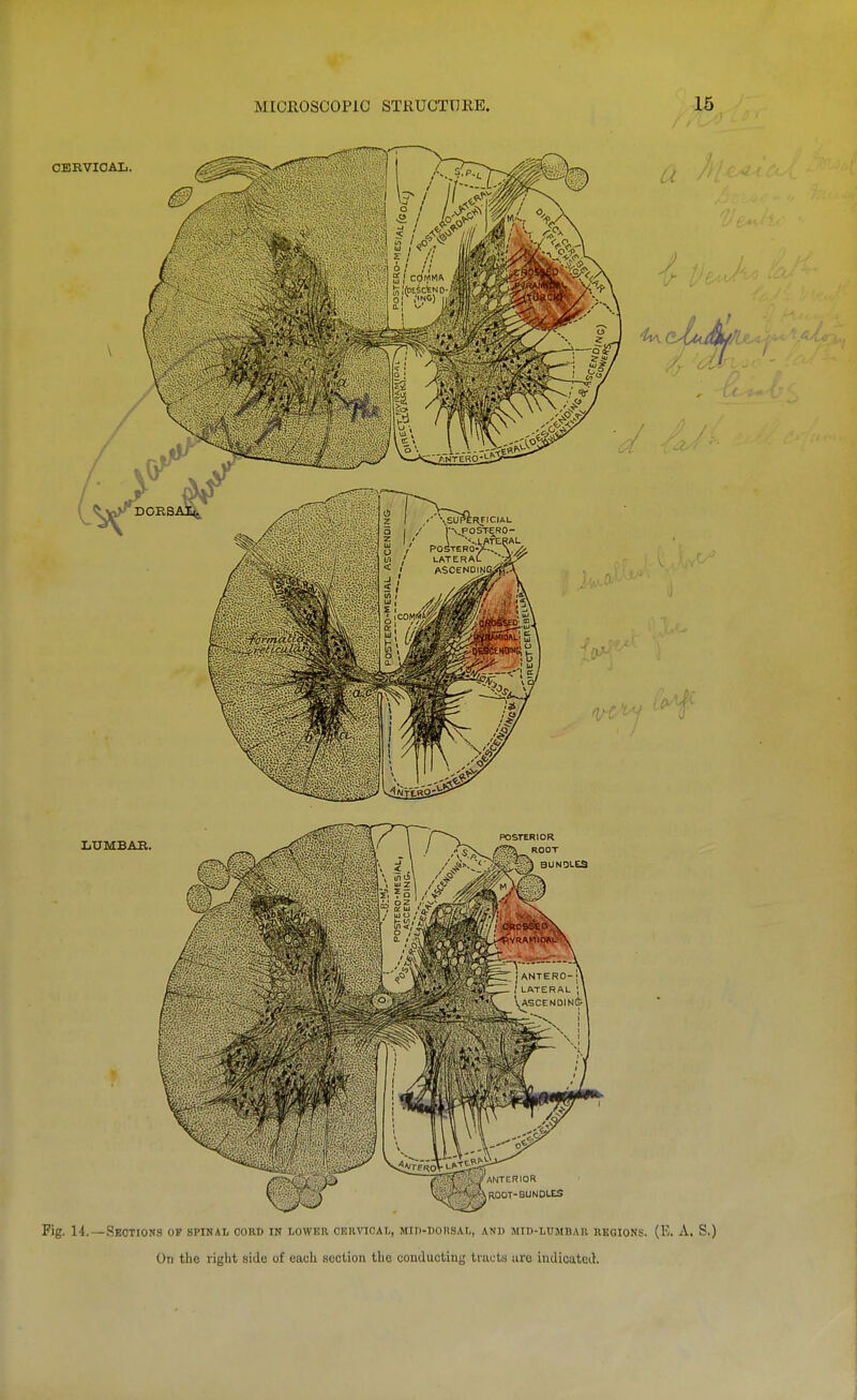 Fig. 14.—Seotions op spinal cord in lower cervical, Min-DoitsAr,, and mid-lumbar regions. (E. A, S.) On the right side of each section the conducting tracts are indicated.