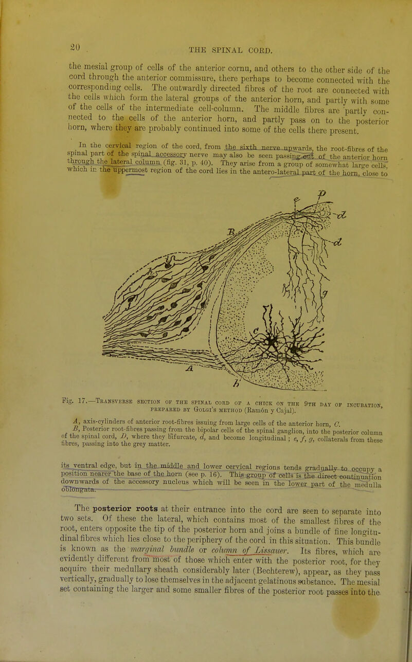 the mesial group of cells of the anterior cornu, and others to the other side of the cord through the anterior commissure, there perhaps to become connected with the con-espondiug cells. The outwardly directed libres of the root are connected with the cells which form the lateral groups of the anterior horn, and partly with some of the cells of the intermediate cell-column. The middle fibres are partly con- nected to the cells of the anterior horn, and partly pass on to the posterior liorn, where they ai-e probably continued into some of the cells there present. In Che cervical re-ion of the cord, from jjbfi-Bixth me. irmvards, the root-fibres of the spmal part of the spiijaUascessiay nerve may also he seen passi^^_of the anterior horn t^eag^ thelatera^ column (fig. 31, p. 40). They arise from a group of somewhat large cells which ic the uppermost region of the cord lies in the antero^lateralpartjf the hoxn close t<^ Fig, 17.—TrANSVEKSE section op the spinal cord op a chick on the 9th DAT OP INOUBATION PREPARED BY GrOLQi's METHOD (Ram6n y Cajal). ' A, axis-cylinders of anterior root-fibres issuing from large cells of the anterior horn C £, Posterior root-filn-es passing from the bipolar cells of the spinal ganglion, into the posterior column of the spinal cord, D, where tliey bifurcate, d, and become longitudinal; e, f, o, collaterals from these fibres, passmg mto tlie grey matter. its_ventral_edge, but in the middle and lower cervical regions tends gradually, to occupy a position neai-ei' -the base of the horn (see p. 16). This grfiup of cells i^iliTdirect oontimSS downwards of the accessory nucleus which will be seen in the loiEfiinart of the mediilla obTengtttaT— .— The posterior roots at their entrance into the cord are seen to separate into two sets. Of these the lateral, which contains most of the smallest fibres of the root, enters opposite the tip of the posterior horn and joins a bundle of fine longitu- dinal fibres which lies close to the periphery of the cord' in this situation. This bundle is known as the marginal bundle or column of Lissaucr. Its fibres, whicli are evidently different from' most of those which enter with the posterior root, for they acquire their medullary sheath considerably later (Bechterew), appear, as they pass vertically, gradually to lose themselves in the adjacent gelatinous s^ibstance. The mesial set containing the larger and some smaller fibres of the posterior root passes into the