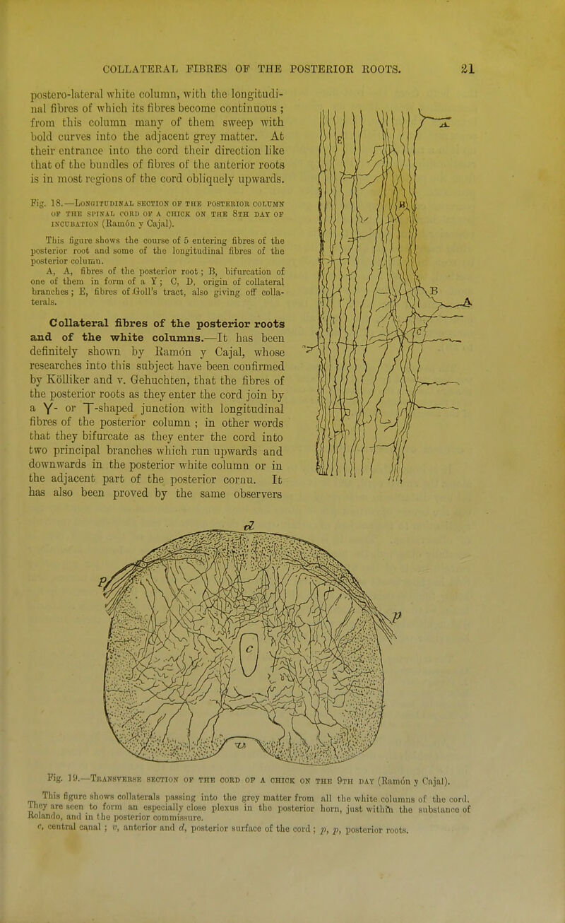 postero-lateral white column, with the longitudi- nal fibres of which its fibres become continuous ; from this column many of them sweep with bold curves into the adjacent grey matter. At their entrance into the cord their direction like that of the bundles of fibres of the anterior roots is in most regions of the cord obliquely upwards. Fig. 18.—Longitudinal section of the posterior column OF THE SPINAL CORD OF A CHICK ON THE StH DAY OP INCUBATION (Ram6n y Cajal). TLis figure shows the course of 5 entering fibres of the posterior root and some of the longitudinal fibres of the posterior cohimn. A, A, fibres of the posterior root; B, bifurcation of one of them in form of a Y; C, D, origin of collateral branches ; E, fibres of -Goll's tract, also giving off colla- terals. Collateral fibres of the posterior roots and of the white columns.—It has been definitely shown by Kamon y Cajal, whose researches into this subject have been confirmed by Kolliker and v. Grehuchten, that the fibres of the posterior roots as they enter the cord join by a Y 01' T-shaped junction with longitudinal fibres of the posterior column ; in other words that they bifurcate as they enter the cord into two principal branches which run upwards and downwards in the posterior white column or in the adjacent part of the posterior cornu. It has also been proved by the same observers Pig. ] !>.—Transtbrsi! section op the OORD OP A OHIOK ON THE Oth DAY (Ram6n y Cajal). This figure shows collaterals passing into the grey matter from all the white columns of the cord. They are seen to form an especially close plexus in the posterior horn, just withfti the substance of Kolando, and in t he posterior commissure. c, central cajual ; v, anterior and d, posterior surface of the cord ; p, posterior roots.