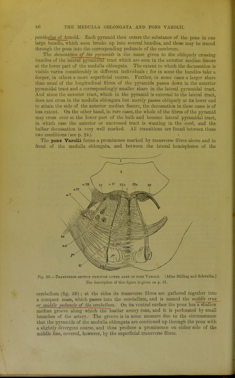 yonticulus of Arnold. Each pyramid then enters the substance of the pons in one large. bundle, which soon breaks up into several bundles, and these may be traced through the pons into the corresponding peduncle of the cerebrum. The decussation of the pyramids is the name given to the obliquely crossing bundles of the lateral pyrainiHaT tract which are seen in the anterior median fissure at the lower part of the medulla oblongata. The extent to which the decussation is visible varies considerably in different individuals ; for in some the bundles take a deeper, in others a more superficial course. Further, in some cases a larger share than usual of the longitudinal fibres of the pyramids passes down in the anterior pyramidal tract and a correspondingly smaller share in the lateral pyramidal tract. And since the anterior tract, which in the pyramid is external to the lateral tract, does not cross in the medulla oblongata but merely passes obliquely at its lower end to attain the side of the anterior median fissure, the decussation in these cases is of less extent. On the other hand, in rare cases, the whole of the fibres of the pyramid may cross over at the lower part of the bulb and become lateral pyi*amidal tract, in which case the anterior or uncrossed tract is wanting in the cord, and the bulbar decussation is very well marked. All transitions are found between these two conditions (see p. 24). The pons Varolii forms a prominence marked by transverse fibres above and in front of the medulla oblongata, and between the lateral hemispheres of the Fig. 38.—Transverse section throuoh lower part of pons Varolii. (After Stilling and Schwalbe.) The description of this figure is given on p. 61. cerebellum (fig. 38) ; at the sides its transverse fibres are gathered together into a compact mass, which passes into the cerebellum, and is named the middle crus_ or_MiMk^JBff^'^'^'^}'^.'^f..M^i cerelelhm. On its ventral surface tlie pons hasTshallow median groove aiong which the basilar artery runs, and it is perforated by small branches of the artery. • The groove is in some metisure due to the circumstance that the pyramids of the medulla oblongata are continued up through the pons with a slightly divergent course, and thus produce a prominence on either side of the middle line, covered, however, by the superficial transverse fibres.