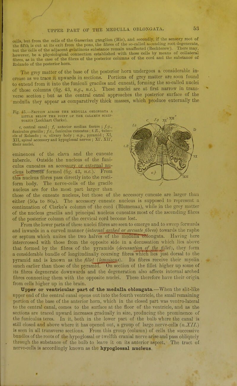 / UPPER PART OF THE MEDULLA OBLONGATA. 53 colls but from the cells of the Gasserian ganglion (His), and secondly, if the sensory root of the fifth is cut at its exit from the pons, the fibres of the so-called ascendni-,' root degenerate, but the cells of the adjacent gelatinous substance remain unaffected (Bechterew). There may, however be a physiological connection established with these cells by means of collateral fibres, as in the case of the fibres of the posterior columns of the cord and the substance of Rolando of the posterior horn. The grey matter of the base of the posterior horn undergoes a considerable in- crease as we trace it upwards in sections. Portions of grey matter are soon found to extend from it into the funiculi g-raciles and cuneati, forming the so-called nuclei of those columns (fig. 43, n.g., n.c). These nuclei are at first narrow in trans- verse section ; but as the central canal approaches the posterior surface of the medulla they appear as comparatively thick masses, which produce externally the Fig. 45.—SEOTroN acuoss the medulla oblongata a LITTLK BELOW THE I'OINT OF THE CALAMUS SOUIP- TOKius (Lockbart Clarke). c, central canal; /, anterior median fissure ; f.cj., funiculus gracilis; f.c, funiculus cuneatus; t.K, tuber- cle of Rolando ; o, olivary body ; a.p., pyramid ; XI, XII, spinal accessory and hypoglossal nerves ; Xl'. XIl', their nuclei. emineuces of the clava and the cuneate tubercle. Outside the nucleus of the funi- culus cuneatus an accessory or external nu- cleus beCnm^ formed (fig. 43, n.c). From thisnucleus fibres pass directly into the resti- form body. The nerve-cells of the gracile nucleus are for the most part larger than those of the cuneate nucleus, but those of the accessory cuneate are larger than either (50;i to 80/x). The accessory cuneate nucleus is supposed to represent a continuation of Clarke's column of the cord (Blumenau), while in the grey mntter of the nucleus gracilis and principal nucleus cuneatus most of the ascending fibres of the posterior column of the cervical cord become lost. From the lower parts of these nuclei fibres are seen to emerge and to sweep forwards and inwards in a curved manner {internalXLTcMd^ or rnxuaie fibres) towards the raphe or septum which unites the two halves of The mecfuria Oblongata. Having here intercrossed with those from the opposite side in a decussation which lies above that formed by the fibres of the pyramids (decussation of flie Jiltet), they form a considerable bundle of longitudinally coursing fibres which lies just dorsal to the pyramid and is known as the fiUet {lenumQUs). Its fibres receive their myelin much earlier than those of the pyramid. On section of the fillet higher up some of its fibres degenerate downwards and the degeneration also att'ects internal arched fibres connecting them with the opposite nuclei. These therefore have their origin from cells higher up in the brain. Upper or ventricular part of the medulla oblongata.—When the slit-like upper end of the central canal opens out into the fourth ventricle, the small remaining portion of the base of the anterior horn, which in the closed part was ventro-lateral to the central canal, comes to the surface at the floor of the ventricle, and as the sections are traced upward increases gradually in size, producing the prominence of the funiculus teres. In it, both in tiie lower part of the bulb where the canal is still clcsed and above where it has opened out, a group of large nerve-cells (n.XII.) is seen in all transverse sections. From this group (column) of cells tlie successive bundles of the roots of the hypoglossal or twelfth cranial nerve arise and pass obliquely through the substance of the bulb to leave it on its anterior aspect. The tract of nerve-cells is accordingly known as the hypoglossal nucleus.