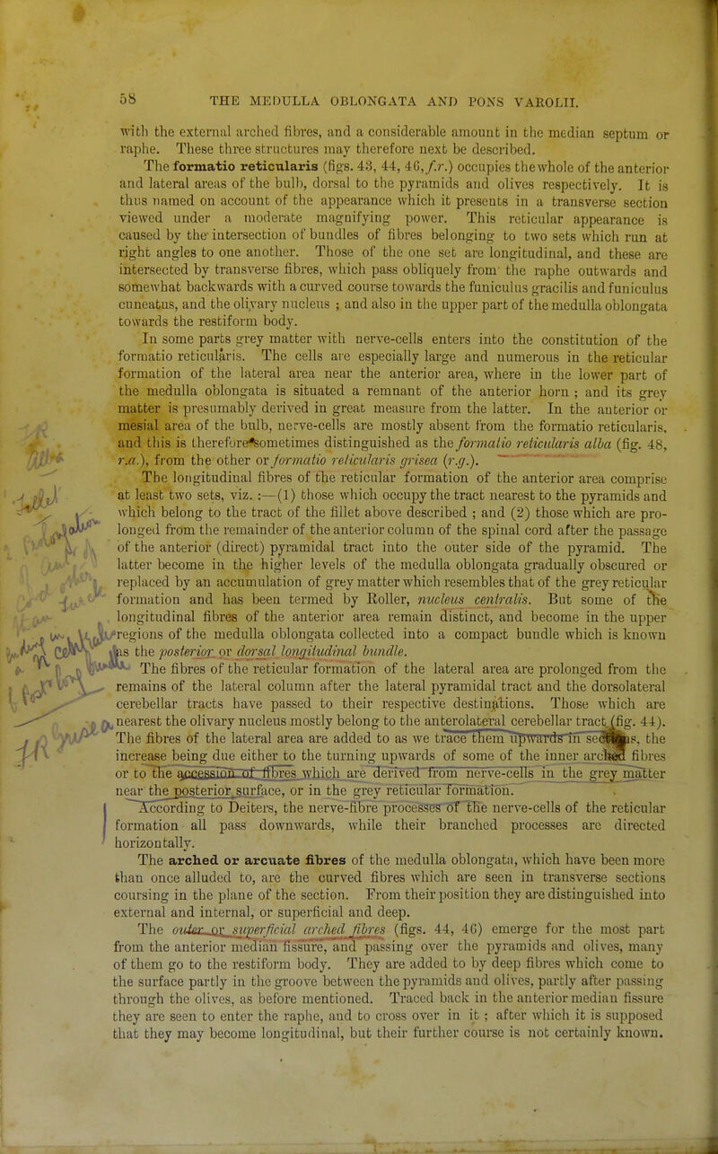 with the external arched fibres, and a considerable amount in the median septum or raplie. These three structures may therefore next be described. The formatio reticularis (figs. 43, 44, 40,/.?-.) occupies the whole of the anterior and lateral areas of the bulb, dorsal to the pyramids and olives respectively. It is thus named on account of the appearance which it presents in a transverse section viewed under a moderate magnifying power. This reticular appearance is caused by the-intersection of bundles of fibres belonging to two sets which run at right angles to one another. Those of the one set are longitudinal, and these are intersected by transverse fibres, which pass obliquely from' the raphe outwards and somewhat backwards with a curved course towards the funiculus gracilis and funiculus cuneatus, and the oli,vary nucleus ; and also in the upper part of the medulla oblongata towards the restiform body. In some parts grey matter with nerve-cells enters into the constitution of the formatio reticularis. The cells are especially large and numerous in the reticular formation of the lateral area near the anterior area, where in the lower part of the medulla oblongata is situated a remnant of the anterior horn ; and its grev matter is presumably derived in great measure from the latter. In the anterior or mesial area of the bulb, nerve-cells are mostly absent irom the formatio reticularis, and this is therefure^Sometimes distinguished as the formaiio reticularis alba (fig. 48, r.a.), from the other ovjormatio reticularis grisea {r.g.). The longitudinal fibres of the reticular formation of the anterior area comprise at least two sets, viz. :—(1) those which occupy the tract nearest to the pyramids and which belong to the tract of the fillet above described ; and (2) those which are pro- longed from the remainder of the anterior column of the spinal cord after the passage of the anterior (direct) pyramidal tract into the outer side of the pyramid. The latter become in the higher levels of the medulla oblongata gradually obscui'ed or replaced by an accumulation of grey matter which resembles that of the grey reticular formation and has been termed by Roller, nucleus centralis. But some of tiie longitudinal fibres of the anterior area remain distinct, and become in the upper regions of the medulla oblongata collected into a compact bundle which is known s the posterior, or dorsal longitudinal bundle. The fibres of the reticular formation of the lateral area are prolonged from the remains of the lateral column after the lateral pyramidal tract and the dorsolateral cerebellar tracts have passed to their respective destinations. Those which are nearest the olivary nucleus mostly belong to the anterolateral cerebellar trac^Yfig. 44). The fibres of the lateral area are added to as we trace tKem upwards^ sedffcbs, the increase being due either to the turning upwards of some of the inner arcl^ fibres or to the giCC£Ssion~ol^ifEres which are derive9. from nerve~cells in the greymalter neaTthe_posterior surlUce, or in the grey reticulain^unatibn. ^Sccording to Deiters, the nerve-fibre processes of tHe nerve-cells of the reticular formation all pass downwards, while their branched processes arc directed horizontally. The arched or arcuate fibres of the medulla oblongata, which have been more than once alluded to, are the curved fibres which are seen in transverse sections coursing in the plane of the section. From their position they are distinguished into external and internal, or superficial and deep. The ov^ez^x^ superficial cirched^Jibrcs (figs. 44, 46) emerge for the most part from the anterior n^raian fissure, and passing over the pyramids and olives, many of them go to the restiform body. They are added to by deep fibres which come to the surface partly in the groove between the pyramids and olives, partly after passing through the olives, as before mentioned. Traced back in the anterior median fissure they are seen to enter the raphe, and to cross over in it ; after which it is supposed that they may become longitudinal, but their further course is not certainly known.