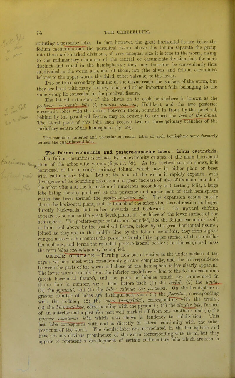 stituting a posterior lobe. In fact, however, the gi-eat horizontal fissure below the folium cacuminTs and the postclival fissure above this folium separate the group ' yr^' into three well-marked divisions, of very unequal size it is true in the worm, owing to the rudimentary character of the central or cacuminate division, but far more distinct and equal in the hemispheres ; they may therefore be conveniently thus subdivided in the worm also, and of them, two (the clivus and folium cacuminis) belong to the upper worm, the third, tuber valvuliB, to the lower. Two or three secondary lamina of the clivus reach the surface of the worm, but they are beset wdth many tertiaiy folia, and other important folia belonging to the same group lie concealed in the preclival fissure. The lateral extension of the clivus on to each hemisphere is known as the i) /PJ iwsfp.rmr cr^^^CfplijLJdie (l. hmakis J70steripr, Kolliker), and the two posterior • '^ cresceiltic lobes with the clivus between them, bounded in front by the preclival, rVr'- behind by the postcUval fissure, may collectively be termed the lobe of the clivus. The lateral parts of this lobe each receive two or three primarybranclies of the medullary centre of the hemisphere (fig. 59). The combined anterior and posterior crescentic lobes of each hemisphere were formerly termed the quadrilateral lobe. The folium cacuminis and postero-superior lobes : lobus cacuminis. ' ^ —The folium cacuminis is formed by the extremity or apex of the main horizontal C^U>.*>u^ stem of the arbor vit^ vermis (figs. 57. 59). As the vertical section shows, it is composed of but a single primary folium, which may be either plain or beset with rudimentary folia. But at the siae of the worm it rapid\y expands, with divergence of its bounding fissures and a great increase of size of its main branch of the arbor vita} and the formation of numerous secondary and tertiary folia, a large lobe being thereby produced at the posterior and upper part of each hemisphere which has been termed the postero-siferior^Jspe. The expansion occurs mostly above the horizontal plane, and its branch of the arbor vitas has a direction no longer directly backwards, but rather upwards and backwards ; this upward shifting appears to be due to the great development of the lobes of the lower surface of the hemisphere. The postero-superior lobes are bounded, hke the folium cacuminis itself, in fi-ont and above by the postclival fissui-e, below by the great horizontal fissure ; joined as they are in the middle fine by the fohum cacuminis, they form a great wino-ed mass which occupies the posterior thhrd of the upper_surface of the cereOeUar hemispheres, and forms'the rounded postero-lateral border ; to this conjomed mass the term lolus cacuminis may be applied. UIsrDEBrgtrB:i'ACE.—Turning now our attention to the under surface of the or<yan, we here meet with considerably greater complexity, and the correspondence between the parts of the worm and those of the hemisphere is less clearly apparent. The lower worm extends from the inferior medullary velum to the fohum cacmmnis (oreat horizontal fissure), and the parts or lobules which are enumerated m it are four in number, viz. : from before back (1) the nocMe, (2) the uvulg^ f3) the pyramid, and (4) the tuUr valvulce sen posiicum. On the hemisphere a oTcater number of lobes are distingiiislied; viz; :'(IT the/oc^ corresponding with the nodule ; (2) the tonsil (amygdala), correspondmT^ith the uvula; (3) the bivenkaUahe, corresponding with the pyramid ; (4) the slenAcrJphe, formed of an anterior and a posterior part well marked off from one another ; and (5) the inferior semilmar lobe, which also shows a tendency to subdivision. ihis last lobe  corresponds with and is directly in lateral continuity with the tuber posticum of the worm. The slender lobes are interpolated m the hemisphere, and have not any obvious prominence of the worm corresponding with them, but they appear to represent a development of certain rudimentary folia which are seen m