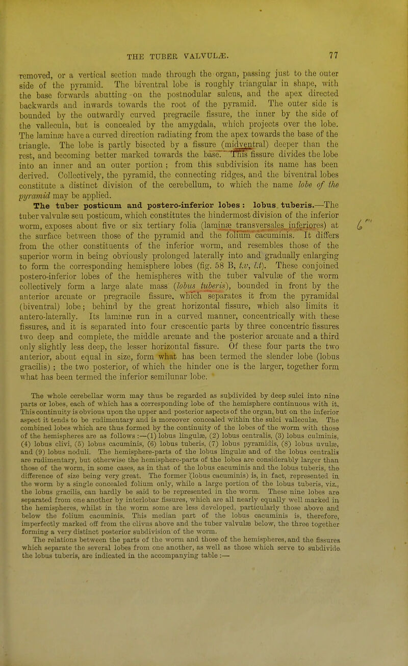 removed, or a vertical section made through the organ, passing just to the outer side of the pyramid. The biventral lobe is roughly triangular in shape, with the base forwards abutting on the postnodular sulcus, and the apex directed backwards and inwards towards the root of the pyramid. The outer side is bounded by the outwardly curved pregracile fissure, the inner by the side of the vallecula, but is concealed by the amygdala, which projects over the lobe. The laminte have a curved direction radiating from the apex towards the base of the triangle. The lobe is partly bisected by a fissure (midventral) deeper than the rest, and becoming better marked towards the baseT TlTis fissure divides the lobe into an inner and an outer portion ; from this subdivision its name has been derived. Collectively, the pyramid, the connecting ridges, and the biventral lobes constitute a distinct division of the cerebellum, to which the name lohe of the pi/rcmiid may be applied. The tuber posticum and postero-inferior lobes : lobus. tuberis.—The tuber valvulee sen posticum, which constitutes the hindermost division of the inferior worm, exposes about five or six tertiary folia (laminte transversales.,inferiores) at the surfoce between those of the pyramid and the folmmcacuminis. It differs from the other constituents of the inferior worm, and resembles those of the superior worm in being obviously prolonged laterally into and gradually enlarging to form the corresponding hemisphere lobes (fig. 58 B, i.v, Li). These conjoined postero-inferior lobes of the hemispheres with the tuber valvulse of the worm collectively form a large alate mass {loius tuberis), bounded in front by the anterior arcuate or pregracile fissure, which separates it ft'om the pyi-amidal (biventral) lobe; behind by the great horizontal fissure, which also limits it antero-laterally. Its lamina run in a curved manner, concentrically with these fissures, and it is separated into four crescentic parts by three concentric fissm-es two deep and complete, the middle arcuate and the posterior arcuate and a third only slightly less deep, the lesser horizontal fissure. Of these four parts the two anterior, about equal in size, form what has been termed the slender lobe (lobus gracUis) ; the two posterior, of which the hinder one is the larger, together form what has been termed the inferior semilunar lobe. The whole cerebellar worm may thus be regarded as subdivided by deep sulci into nine parts or lobes, each of which has a correspondiag lobe of the hemisphere continuous with it. This continuity is obvious upon the upper and posterior aspects of the organ, but on the inferior aspect it tends to be rudimentary and is moreover concealed within the sulci valleculas. The combined lobes which are thus formed by the continuity of the lobes of the worm with those of the hemispheres are as follows :—(1) lobus linguliB, (2) lobus centralis, (3) lobus culminis, (4) lobus clivi, (5) lobus cacuminis, (6) lobus tuberis, (7) lobus pyramidis, (S) lobus uvuIeb, and (9) lobus noduli. The hemisphere-parts of the lobus lingulse and of the lobus centralis are rudimentary, but otherwise the hemisphere-parts of the lobes are considerably larger than those of the worm, in some cases, as in that of the lobus cacuminis and the lobus tuberis, the difference of size being very great. The former (lobus cacuminis) is, in fact, represented in the worm by a single concealed folium only, while a large portion of the lobus tuberis, viz., the lobus gracilis, can hardly be said to be represented in the worm. These nine lobes are separated from one another by interlobar fissures, which are all nearly equally well marked in the hemispheres, whilst in the worm some are less developed, particularly those above and below the folium cacuminis. This median part of the lobus cacuminis is, therefore, imperfectly marked ofE fi-om the clivus above and the tuber valvulsB below, the three together forming a veiy distinct posterior subdivision' of the worm. The relations between the parts of the worm and those of the hemispheres, and the fissurea which separate the several lobes from one another, as well as those which serve to subdivide; the lobus tuberis, are indicated in the accompanying table :—