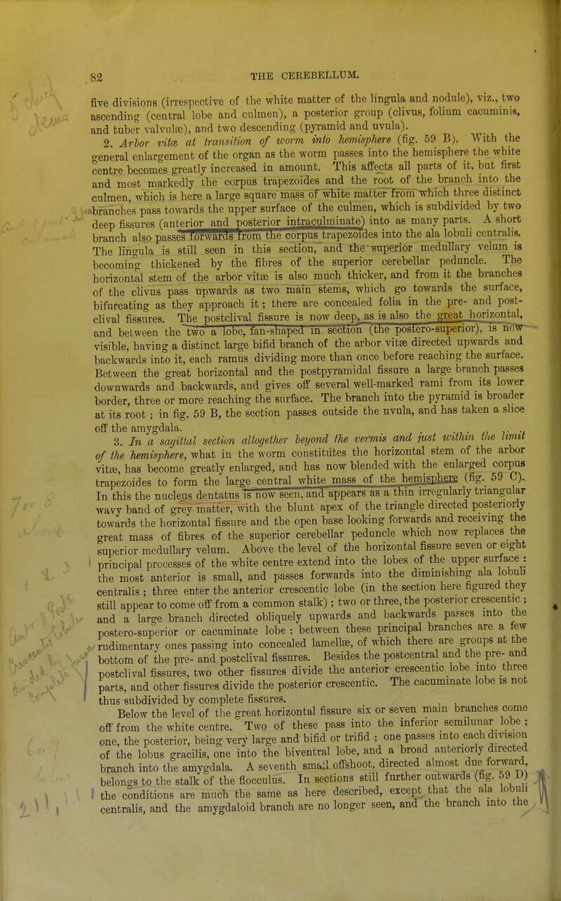 five divisions (irrespeotive of the white matter of the lingula and nodule), viz., two ascending (central lobe and ciilmen), a posterior group (clivus, folium cacuminis, and tuber valvulee), and two descending (pyramid and uvula). 2. Arhor vitte at transition of worm into hemisphere (fig. 59 B). With the general enlargement of the organ as the worm passes into the hemisphere the white centre becomes greatly increased in amount. This affects all parts of it, but first and most markedly the corpus trapezoides and the root of the branch into the culmen, which is here a large square mass of white matter froiTi which three distinct .^branches pass towards the upper surface of the culmen, which is subdivided by two deep fissures fanterior and posterior intraculminate) into as many parts. A short branch also passes forward's trom the corpus trapezoides into the ala lobuli centralis. The lingula is still seen in this section, and the superior medullary velum is becoming thickened by the fibres of the superior cerebellar peduncle. The horizontal stem of the arbor vit^ is also much thicker, and from it the branches of the cUvus pass upwards as two mam stems, which go towards the surface, bifurcating as they approach it; there are concealed folia in the pre- and post- chval fissures. The postchval fissure is now deep, as is also the great horizontal, and between the~two a lobe, fan-shaped m section (the postero-superior), is now visible, having a distinct large bifid branch of the arbor vitse directed upwards and backwards into it, each ramus dividing more than once before reaching the surface. Between the great horizontal and the postpyramidal fissure a large branch passes downwards and backwards, and gives off several well-marked rami from its lower border, three or more reaching the surface. The branch into the pyramid is broader at its root ; in fig. 59 B, the section passes outside the uvula, and has taken a slice off the amygdala. . •, • ^7 ?• •» 3. In a sagittal section altogether leijond the vermis and lUst tuithm the limit of the hemisphere, what in the worm constitutes the horizontal stem of the arbor vitte, has become greatly enlarged, and has now blended with the enlarged corpus trapezoides to form the large central white mass of the hemisphere (fig._ 59 C). In this the nucleus dentatus is now seen,'and appears as a ttiin irregularly triangular wavy band of grey matter, with the blunt apex of the triangle directed postenoriy towards the horizontal fissure and the open base looking forwards and receiving the great mass of fibres of the superior cerebellar peduncle which now replaces the superior medullary velum. Above the level of the horizontal fissure seven or eight ■ principal processes of the white centre extend into the lobes of the upper surface : the most anterior is small, and passes forwards into the diminishing ala lobuh centraUs ; three enter the anterior crescentic lobe (in the section here figured they still appear to come off from a common stalk); two or three, the posterior crescentic ; and a large branch directed obliquely upwards and backwards passes into the postero-superior or cacuminate lobe : between these principal branches are a few ^rudimentary ones passing into concealed lamellae, of which there are groups at the ' bottom of the pre- and postclival fissures. Besides the postcentral and the pre- and postclival fissures, two other fissures divide the anterior crescentic lobe into three parts, and other fissures divide the posterior crescentic. The cacuminate lobe is not thus subdivided by complete fissures. . Below the level of the great horizontal fissure six or seven main branches come off from the white centre. Two of these pass into the inferior semilunar lobe ; one, the posterior, being very large and bifid or trifid ; one passes into each division of the lobus gracilis, one into the biventral lobe, and a broad anteriorly directed branch into the amygdala. A seventh small offshoot, directed almost due forward belongs to the stalk of the flocculus. In sections still fiu'ther outwards (fig. 59 D) 1 the conditions are much the same as here described, except that the ala lobuli centralis, and the amygdaloid branch are no longer seen, and the branch into the
