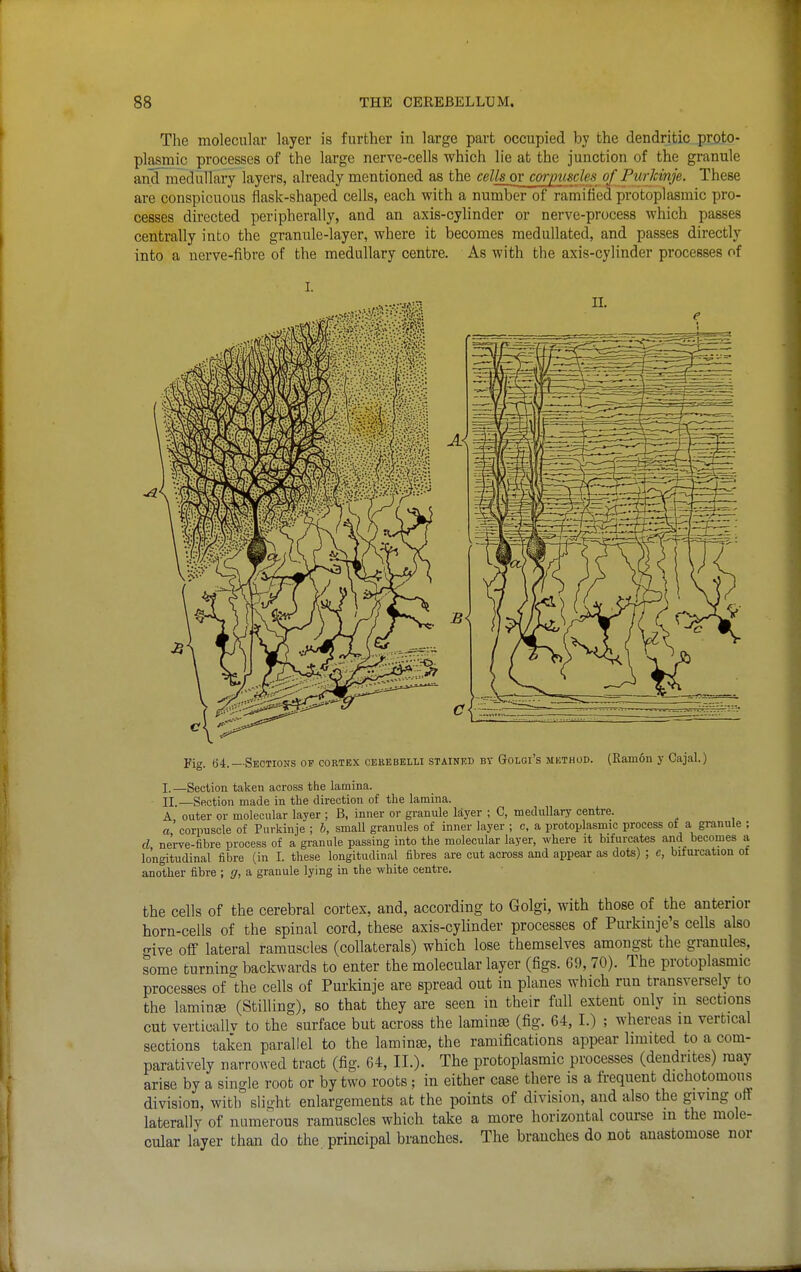 The molecular layer is further in large part occupied by the dendritic proto- plasmic processes of the large nerve-cells which lie at the junction of the granule and meduUaxy layers, already mentioned as the cellsov corpuscles of Purhinje. These are conspicuous flask-shaped cells, each with a number of ramified protoplasmic pro- cesses directed peripherally, and an axis-cylinder or nerve-process which passes centrally into the granule-layer, where it becomes meduUated, and passes directly into a nerve-fibre of the medullary centre. As with the axis-cylinder processes of Fig. 64.—Sections op cortex cekebblli stained by Golgi's mkthud. (Ramon y Cajal.) I. —Section taken across the lamina. II. —Section made in the direction of the lamina. A outer or molecular layer ; B, inner or granule layer ; C, medullary centre. a corpuscle of Purkinje ; h, small granules of inner layer ; c, a protoplasmic process of a gi-anule ; d ne'rve-fibre process of a granule passing into the molecular layer, where it bifurcates and becomes a longitudinal fibre (in I. these longitudinal fibres are cut across and appear as dots) ; e, bifui-cation ot another fibre ; g, a granule lying in the white centre. the cells of the cerebral cortex, and, according to Golgi, with those of the anterior horn-cells of the spinal cord, these axis-cyhnder processes of Purkmje's cells also give off lateral ramuscles (collaterals) which lose themselves amongst the granules, some turning backwards to enter the molecular layer (figs. 69, 70). The protoplasmic processes of the cells of Purkinje are spread out in planes which run transversely to the lamina (Stilling), so that they are seen in their full extent only m sections cut verticallv to the surface but across the laminae (fig. 64, I.) ; whereas in vertical sections taken parallel to the laminas, the ramifications appear limited to a com- paratively narrowed tract (fig. 64, IL). The protoplasmic processes (dendrites) may arise by a single root or by two roots; in either case there is a frequent dichotomons division, with slight enlargements at the points of division, and also the giving off laterally of numerous ramuscles which take a more horizontal course in the mole- cular layer than do the principal branches. The branches do not anastomose nor