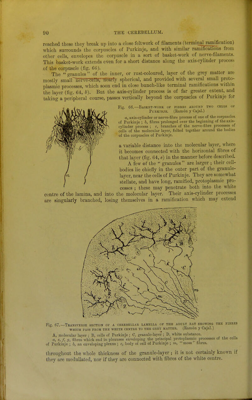 reached these they break up into a close feltwork of filaments (terminal ramification) which surrounds the corpuscles of Purkinje, and with similar ramifications from other cells, envelopes the corpuscle in a sort of basket-work of nerve-filaments. This basket-work extends even for a short distance along the axis-cylinder process of the corpuscle (fig. 60). The  granules of the inner, or rust-coloured, layer of the grey matter are mostly smairnerve-66Tl8rifreaTly spherical, and provided with several small proto- plasmic processes, which soon end in close bunch-like terminal ramifications within the layer (fig. 64, b). But the axis-cylinder process is of far greater extent, and taking a peripheral course, passes vertically beyond the corpuscles of Purkinje for Fig. 66.—Basket-work of fibkes akound two cells ok Purkinje. (Ramon y Cajal.) a, axis-cylinder or nerve-fibre process o£ one of the corpuscles of Purkinje ; 6, fibres prolonged over the beginning of the axis- cylinder process ; c, branches of the nerve-fibre processes of cells of the molecular layer, felted together around the bodies of the corpuscles of Pui kinje. a variable distance into the molecular layer, where it becomes connected with the horizontal fibres of that layer (fig. 64, e) in the manner before described. A few of the  granules are larger ; their cell- bodies lie chiefly in the outer part of the granule- layer, near the cells of Purkinje. They are somewhat stellate, and have long, ramified, protoplasmic pro- cesses ; these may penetrate both into the white centre of the lamina, and into the molecular layer. Their axis-cylinder processes are singularly branched, losing themselves in a ramification which may extend Fig. 67.—Transverse section of a cerebellar lamella of the adult rat showing the fibres WHICH PASS FROM THE WHITE CENTRE TO THE GREY MATTER. (Ram6n y Cajal.) A, molecular layer ; B, cells of Purkinje ; C, granule-layer ; D, white substance. a, e, f, g, fibres which end in plexuses enveloping the principal protoplasmic processes of the cells of Purkinje ; b, an enveloping plexus ; c, body of cell of Purkinje ; m,  moss  fibres. throughout the whole thickness of the granule-layer ; it is not certainly known if they are meduUated, nor if they are connected with fibres of the Avhite centre.