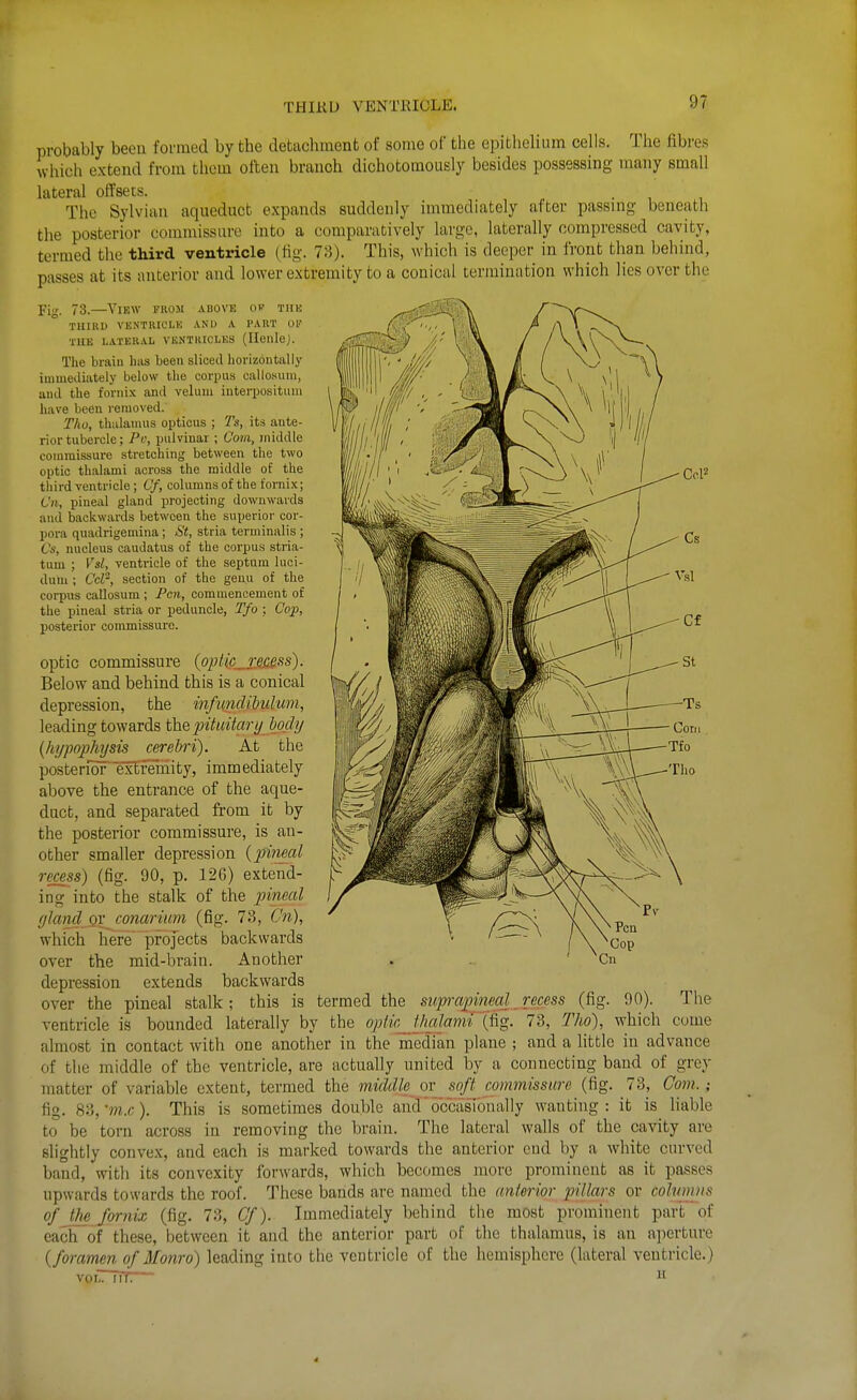 THIKD VENTEIOLE. probably been formed by the detachment of some of the epithelium cells. The fibres which extend from them often branch dichotomously besides possessing many small lateral oft'secs. The Sylvian aqueduct expands suddenly immediately after passing- beneath the posterior commissure into a comparatively large, laterally compressed cavity, termed the third ventricle (fig. 73). This, which is deeper in front than behind, passes at its anterior and lower extremity to a conical termination which lies over the Ccl2 pj,,, 73.—View fhom above ov the THIRD VENTRICLE AND A PART OF THE LATERAL VENTRICLES (Ilenle). The brain has been sliced horizontally immediately below the corpus oallo.suni, and the fornix and velum interpositum have been removed. Tho, thalamus opticus ; Ts, its ante- rior tubercle; Pi\ pulvinar ; Com, middle commissure stretching between the two optic thalami across the middle of the third ventricle; Of, columnsof the fornix; Cit, pineal gland projecting downwards and backwards between the superior cor- pora quadrigemina ; St, stria terminalis ; Vs, nucleus caudatus of the corpus stria- tum ; Vsl, ventricle of the septum luci- dum ; Ccl-, section of the genu of the coi-pxis callosum ; Fai, commencement of the pineal stria or peduncle, Tfo ; Cop, posterior commissure. optic commissure (optic_ recess). Below and behind this is a conical depression, the infiindibulum, leading towards the pituitary hodi/ (hjjpophysis cerebri). At the posterior'eBfemity, immediately above the entrance of the aque- duct, and separated from it by the posterior commissure, is an- other smaller depression (pineal rejess) (fig. 90, p. 126) extend- ing into the stalk of the pineal fjland ov conarium (fig. 73, Cn), which here projects backwards over the mid-brain. Another depression extends backwards over the pineal stalk; this is termed the siip-apineal ^ recess (fig. 90). The ventricle is bounded laterally by the optic^t/mlamt (ig. 73, Tho), which come almost in contact with one another in the median plane ; and a little in advance of the middle of the ventricle, are actually united by a connecting band of grey matter of variable extent, termed the middle ov soft commissure (fig. 73, Co7n.; fig. 83, m.c). This is sometimes double and occasionally wanting: it is liable to be torn across in removing the brain. The lateral walls of the cavity are slightly convex, and each is marked towards the anterior end by a white curved band, with its convexity forwards, which becomes more prominent as it passes upwards towards the roof. These bands are named the anterior pillars or columns of the fornix (fig. 73, Of). Immediately behind the most prominent part of each of these, between it and the anterior part of the thalamus, is an aperture (foramen of Monro) leading into the ventricle of the hemisphere (lateral ventricle.) voirTiT—  4