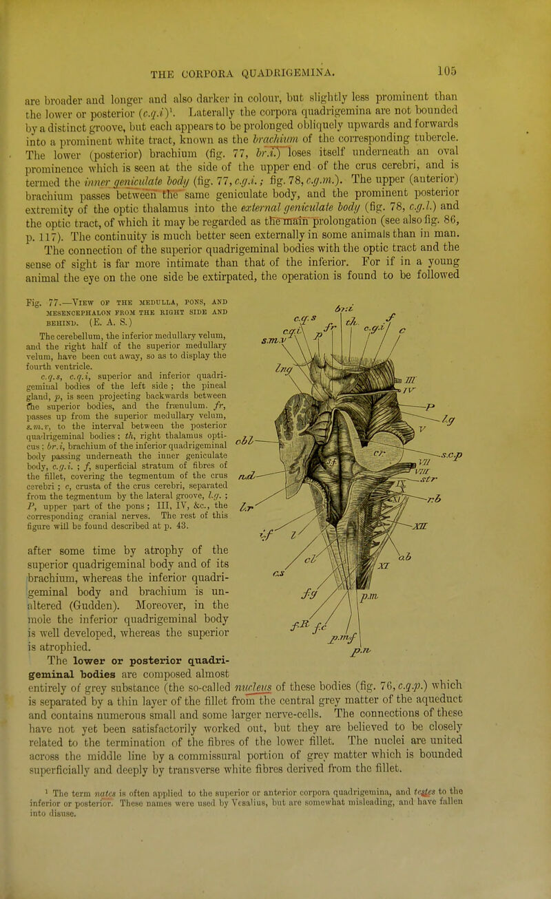 THE CORPORA QUADRIGEMINA. are broader aud longer and also darker in colour, but slightly less prominent than the lower or posterior {c.q.iy. Laterally the corpora quadrigemina are not bounded by a distinct groove, but each appears to be prolonged obliquely upwards and forwards into a prominent white tract, known as the Irachkm of the corresponding tubercle. The lower (posterior) brachium (fig. 77, i?-.I)~loses itself underneath an oval prominence which is seen at the side of the upper end of the crus cerebri, and is termed the inn&r^ gmicuUte lody (fig. 77, c.g.i.; fig. 78, c.g.m.). The upper (anterior) brachium passes betweeii the* same geniculate body, and the prominent posterior extremity of the optic thalamus into the external geniculate lodg (fig. 78, c.g.l) and the optic tract, of which it may be regarded as thrfflairf prolongation (see also fig. 86, p. 117). The continuity is much better seen externally in some animals than in man. The connection of the superior quadrigeminal bodies with the optic tract and the sense of sight is far more intimate than that of the inferior. For if in a young animal the eye on the one side be extirpated, the operation is found to be followed 67:i s.c.p Fig. 77.—View of the medulla, pons, and MESENCEPHALON PROM THE SIGHT SIDE AND BEHIND. (E. A. S. ) The cerebellum, the inferior medullary velum, and the right half of the superior medullary velum, have been cut away, so as to display the fourth ventricle. c.q.s, c.q.i, superior and inferior quadri- geminal bodies of the left side ; the pineal gland, p, is seen projecting backwards between the superior bodies, and the Eroenulum. fr, passes up from the superior medullary velum, s.m.v, to the interval between tlie posterior quadrigeminal bodies ; th, right thalamus opti- cus ; br.i, brachium of the inferior quadrigeminal body passing underneath the inner geniculate body, c.g.i. ; /, superficial stratum of fibres of the fillet, covering the tegmentum of the crus cerebri; c, crusta of the crus cerebri, separated from the tegmentum by the lateral groove, l.ff. ; P, upper part of the pons; III, IV, &c., the con-esponding cranial nerves. The rest of this figure will be found described at p. 43. after some time by atrophy of the superior quadrigeminal body and of its brachium, whereas the inferior quadri- geminal body and brachium is un- altered (Gudden). Moreover, in the mole the inferior quadrigeminal body is well developed, whereas the superior is atrophied. The lower or posterior quadri- geminal bodies are composed almost entirely of grey substance (the so-called midcus of these bodies (fig. 7G, c.q.p.) which is separated by a thin layer of the fillet fi-om the central grey matter of the aqueduct and contains numerous small and some larger nerve-cells. The connections of these have not yet been satisfactorily worked out, but they are believed to be closely related to the termination of the fibres of the lower fillet. The nuclei are united across the middle Mne by a commissural portion of grey matter which is bounded superficially and deeply by transverse white fibres derived from the fillet. ' The term nates is often applied to the superior or anterior corpora quadrigemina, and testes to the inferior or posterior. These names were used by Vcsalius, but arc somewhat misleading, and have fallen into disuse.