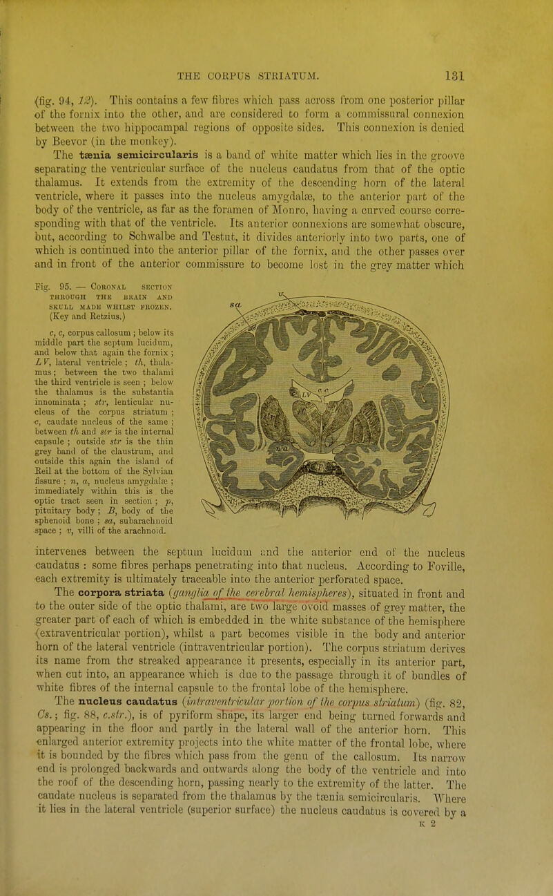 (fig. 94, 12). This contains a few fibres whicli pass across from one posterior pillar of the fornix into the other, and are considered to form a commissural connexion between the two hippocampal regions of opposite sides. This connexion is denied by Beevor (in the monkey). The tseuia semicircularis is a band of white matter which lies in the groove separating the ventricular surface of the nucleus caudatus from that of the optic thalamus. It extends from the extremity of the descending horn of the lateral ventricle, where it passes into the nucleus amygdalas, to the anterior part of the body of the ventricle, as f\xr as the foramen of Monro, having a curved course corre- sponding with that of the ventricle. Its anterior connexions are somewhat obscure, but, according to Schwalbe and Testut, it divides anteriorly into two parts, one of ■which is continued into the anterior pillar of the fornix, and the other passes over and in front of the anterior commissure to become lost in the grey matter which Fig. 95. — Coronal section TUKOUGH THE JJKAIN AND SKULL MADE WHILST FBOZKN. (Key and Ketzius.) c, c, corpus callosum ; below its middle part the septum lucid urn, and below that again the fornix ; L V, lateral ventricle ; th, thala- mus ; between the two thalami the third ventricle is seen ; below the thalamus is the substantia innominata ; str, lenticular nu- cleus of the corpus striatum ; c, caudate nucleus of the same ; between th and sir is the internal capsule ; outside str is the thin grey band of the claustrum, and outside this again the island of Eeil at the bottom of the Sylvian fissure ; n, a, nucleus amygdaloe ; immediately within this is the optic tract seen in section ; p, pituitary body ; B, body of the sphenoid bone ; sa, subarachnoid space ; v, villi of the arachnoid. intervenes between the septum lucidum and the anterior end of the nucleus caudatus : some fibres perhaps penetrating into that nucleus. According to Foville, €ach extremity is ultimately traceable into the anterior perforated space. The corpora striata (ganglia^fjhe cerebral hemispheres), situated in front and to the outer side of the optic thalami, are two large ovoid masses of grey matter, the greater part of each of which is embedded in the white substance of the hemisphere (extraventricular portion), whilst a part becomes visible in the body and anterior horn of the lateral ventricle (intraventricular portion). The corpus striatum derives its name from the streaked appearance it presents, especially in its anterior part, when cut into, an appearance which is due to the passage through it of bundles of white fibres of the internal capsule to the frontal lobe of the hemisphere. The nucleus caudatus (inhrwerilrirular porfion of the corpus strialum) (fig. 82, Gs.; fig. 88, c.slr.), is of pyriform shape, its larger end being turned forwards and appearing in the floor and partly in the lateral wall of the anterior horn. This -enlarged anterior extremity projects into the white matter of the frontal lobe, where it is bounded by the fibres which pass from the genu of the callosum. Its narrow end is prolonged backwards and outwards along the body of the ventricle and into the roof of the descending horn, passing nearly to the extremity of the latter. The caudate nucleus is separated from the thalamus by the taenia semicircularis. Whei-e it hes in the lateral ventricle (superior surface) the nucleus caudatus is covered by a K 2