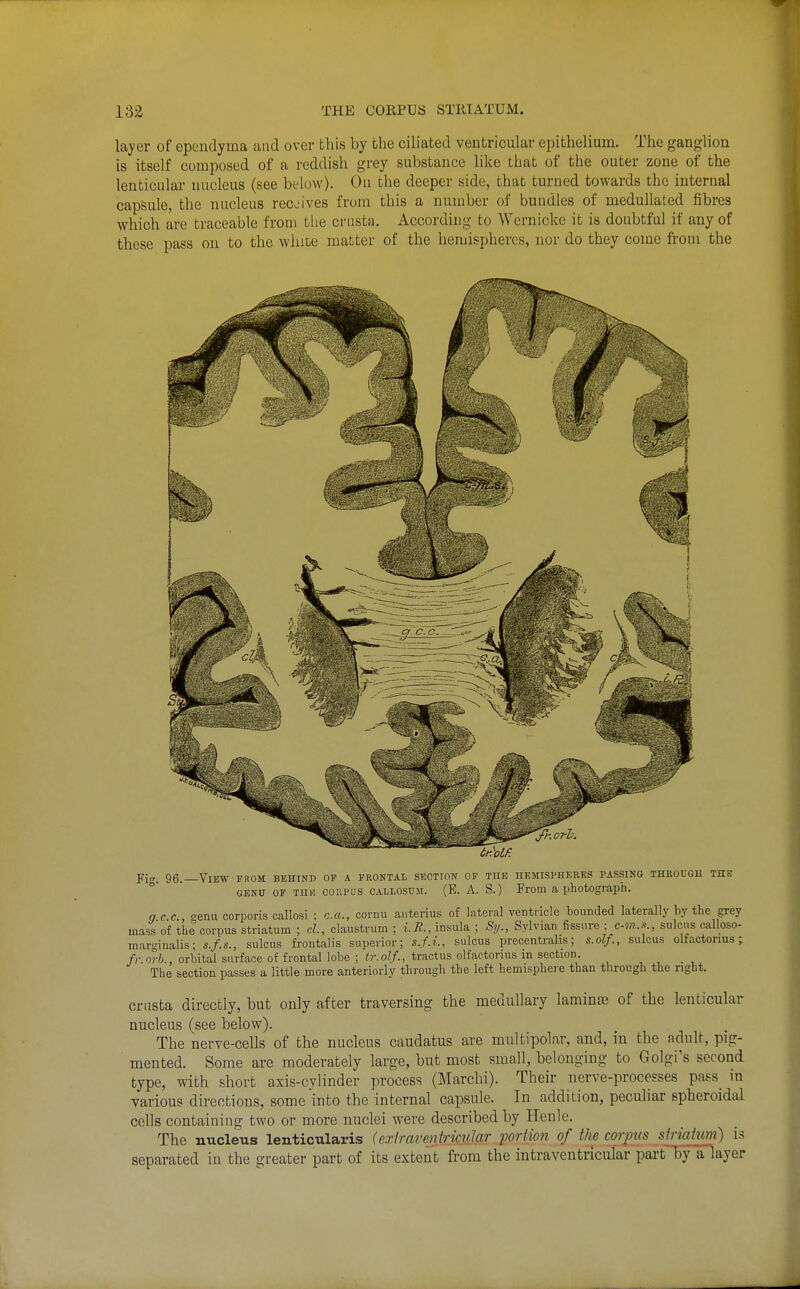 layer of ependyma and over this by the ciliated ventricular epithelium. The ganglion is itself composed of a reddish grey substance like that of the outer zone of the lenticular nucleus (see below). On the deeper side, that turned towards the internal capsule, the nucleus rec'ives from this a number of bundles of medullated fibres which are traceable from the ci'usta. According to Wernicke it is doubtful if any of these pass on to the white matter of the hemispheres, nor do they come from the Fig. 96.—View from behind of a frontal section of the iiemisphkrks passing through the GENU of thk coupus callosum. (B. a. S.) From a photograph. (ICC emi corporis callosi ; cm., cornu aiiterius of lateral ventricle bounded laterally by the grey mass'of thecorpus striatum ; d., claustrum ; i.R., insula ; Sy., Sylvian fissure : c-7)?..'>., sulcus calloso- marginalis; s./.s., sulcus frontalis superior; s./.i., sulcus precentralis; s.oZ/., sulcus olfactorius; fr.orh., orbital surface of frontal lobe ; tr.olf., tractus olfactorius in section. , , • , The section passes a little more anteriorly through the left hemisphere than through the right. crusta directly, but only after traversing the medullary lamiuc^ of the lenticular nucleus (see below). The nerve-cells of the nucleus caudatus are multipolar, and, in the adult, pig- mented. Some are moderately large, but most small, belonging to Golgi's second type, with short axis-cvlinder process (Marcbi). Their nerve-processes pass in various directions, some'into the internal capsule. In addition, peculiar spheroidal cells containing two or more nuclei were described by Henle. The nucleus lenticularis (cxiraventrimJar portmi of the corpus siriaium) is separated in the greater part of its extent from the intraventricular partljy aTlayer