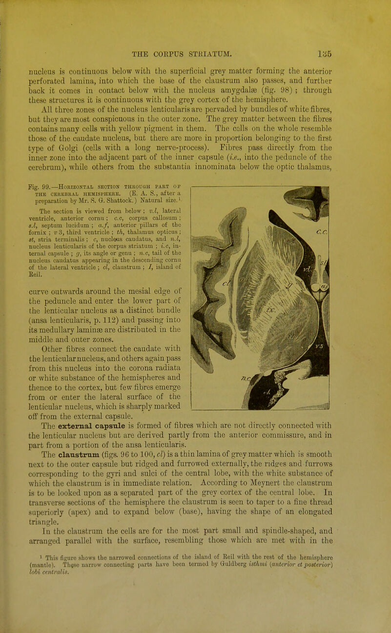 nucleus is continuous below with the superficial grey matter forming the anterior perforated lamina, into which the base of the claustrum also passes, and further back it comes in contact below with the nucleus amygdalaa (fig. 98) ; through these structui'es it is continuous with the grey cortex of the hemisphere. All three zones of the nucleus lenticularis are pervaded by bundles of white fibres, but they are most conspicuous in the outer zone. The grey matter between the fibres contains many cells with yellow pigment in them. The cslls on the whole resemble those of the caudate nucleus, but there are more in proportion belonging to the first type of Golgi (cells with a long nerve-process). Fibres pass directly from the inner zone into the adjacent part of the inner capsule {i.e., into the peduncle of the cerebrum), while others from the substantia innominata below the optic thalamus, Fig. 99.—Horizontal section through part op THE CEKEBRAL iiEMisi'HEHE. (B. A. S., after a prepai-ation by Mr. S. G. Shattock.) Natiu-al size.' The section is viewed from below ; v.l, lateral ventricle, anterior coriui; g.c, corpus callosum; s.l, septum lucidum ; «./, anterior pillars of the fornix ; v 3, third ventricle ; th, thalamus opticus ; St, stria terrainalis ; c, nucleus caudatus, and n.l, nucleus lenticularis of the corpus striatum ; i. c, in- ternal capsule ; g, its angle or genu ; n.c, tail of the nucleus caudatus appearing in the descending cornu of the lateral ventricle ; cl, claustrum ; /, island of Reil. curve outwards around the mesial edge of the peduncle and enter the lower part of the lenticular nucleus as a distinct bundle (ansa lenticularis, p. 112) and passing into its medullary laminae are distributed in the middle and outer zones. Other fibres connect the caudate with the lenticular nucleus, and others again pass from this nucleus into the corona radiata or white substance of the hemispheres and thence to the cortex, but few fibres emerge from or enter the lateral surface of the lenticular nucleus, which is sharply marked off from the external capsule. The external capsule is formed of fibres which are not directly connected with the lenticular nucleus but are derived partly from the anterior commissure, and in part fi-om a portion of the ansa lenticularis. The claustrum (figs. 96 to 100, cT) is a thin lamina of grey matter which is smooth next to the outer capsule but ridged and furrowed externally, the ridg'es and furrows corresponding to the gyri and sulci of the central lobe, with the white substance of which the claustrum is in immediate relation. According to Meynert the claustrum is to be looked upon as a separated part of the grey cortex of the central lobe. In transverse sections of the hemisphere the claustrum is seen to taper to a fine thread superiorly (apex) and to expand below (base), having the shape of an elongated triangle. In the claustrum the cells are for the most part small and spindle-sliaped, and arranged parallel with the surface, resembling those which are met with in the ' This figure shows the narrowed connections of the island of Reil with the rest of the hemisphere (mantle). These narrow connecting parts have been termed by Q-uldberg isthmi (anterior et posterior) lobi centralis.