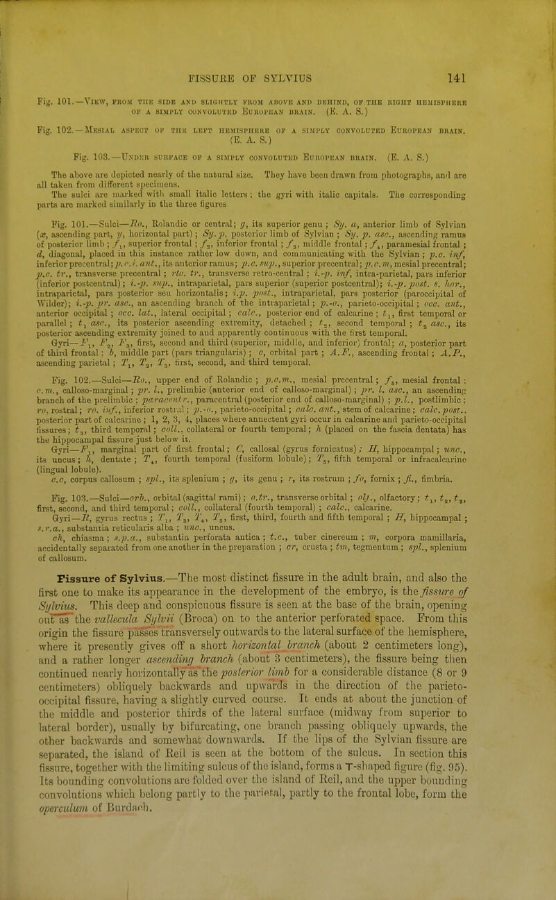 Fig. 101.—View, prom tub side and slio.hti.y krom ahove and iieiiind, of,the right hemisphehk OV A SIMPLY CONVOLUTED EUROPEAN BRAIN. (E. A. S.) Fig. 102. —Mesial aspect op the lei't hemisphere op a simply convoluted European brain. (E. A. S.) Fig. 103.—Undkr surface op a simply convoluted European brain. (E. A. S.) The above are depicted nearly of tlie natural size. They have been drawn from photographs, and are all tiikeu from different specimens. The sulci are marked with small italic letters : the gyri with italic capitals. The corresponding parts are marked similarly in the three figures Fig. 101.—Sulci—Jfo., Rolandic or central; g, its superior genu ; Sy. a, anterior limb of Sylvian (x, ascending part, ?/, horizoutiil part); Sy. j}, posterior limb of Sylvian ; Sy. j). aso., ascending ramus of posterior limb ; /,, superior frontal ; f^, inferior frontal ; f^, middle frontal ; f^, paramesial frontal ; d, diagonal, placed in this instance rather low down, and communicating with the Sylvian; p.v. inf, inferior precentral; p. r. i. ant., its anterior ramus; j).o. Kwp., superior precentral; 2>- ''•, mesial precentral; J).a. tr., transverse precentral ; rtu. tr., transverse retro-central; i.-p. inf, intra-parietal, pars inferior (inferior postcentral); l.-j). mp., intraparietal, pars superior (superior postcentral); i.-p. post. s. hor., iiitniparietal, pars posterior sen horizontalis; i.2J. jyixt., intraparietal, pars posterior (p.aroccipital of Wilder); i.-p. pr. asc, an ascending branch of the intraparietal; p.-o., parieto-occipital; ooe. ant., anterior occipital ; ncc, lat., lateral occipital; calc, posterior end of calcarine ; i^, finst temporal or parallel ; one, its posterior ascending extremity, detached ; t„, second temporal ; t^ asc, its posterior ascending extremity joined to and apparently continuous with the first temporal. Gyri—-Z'\, F„, F^, first, second and third (superior, middle, and inferior) frontal; a, posterior part of thii-d frontal: h, middle part (pars triangularis); o, orbital part ; A.F., ascending frontal ; A.P., ascending parietal; T^, T^, T^, first, second, and third temporal. Fig. 102.—Sulci—Ro., upper end of Rolandic ; p.cm., mesial precentral; /j, mesial frontal : r.m., calloso-marginal; pj: I., prelimbic (anterior end of calloso-marginal); pi: I. asc, an ascending branch of the prelimbic ; paracentf., paracentral (posterior end of calloso-marginal) ; p.l., postlimbic ; rii. rostral; ri>. inf., inferior rostral; p.-o., parieto-occipital; calo. ant., stem of calcarine; oalo. post.. posterior part of calcarine ; 1, 2, 3, 4, places where annectent gyri occur in calcarine and parieto-occipital fissures; t^, third temporal; coll., collateral or fourth temporal; h (placed on the fascia dentata) has the hippocampal fissure just below it. Gyri—F^, marginal part of first frontal; C, callosal (gyrus fornicatus); H, hippocampal; unc, its uncus; h, dentate; T^, fourth temporal (fusiform lobule); T^, fifth temporal or infracalcarino (lingual lobule). c.c, corpus callosum ; spl., its splenium ; g, its genu ; r, its rostrum ; fo, fornix ; Ji., fimbria. Fig. 103.—Sulci—nrh., orbital (sagittal rami); n.tr., transverse orbital; olj., olfactory; t^, t^, t^, first, second, and third temporal; coll., collateral (fourth temporal) ; calc, calcarine. Qtyx\—Ii, gyrus rectus ; T^, T^, T^, first, third, fourth and fifth temporal ; R, hippocampal; s.r.a., substantia reticularis alba ; unc, uncus. cTi, chiasma; .i.p.a., substantia perforata antica ; t.c, tuber cinereum ; 7)i, corpora mamillaria, accidentally separated from one another in the preparation ; or, crusta ; tm, tegmentum; sjjl., splenium of callosum. Fissure of Sylvius.—The most distinct fissure in the adult brain, and also the first one to make its appearance in the development of the embryo, is the fissure of Sylvius. This deep and conspicuous fissure is seen at the base of the brain, opening ourastlie vallecula Sylvii (Broca) on to the anterior perforated space. From this origin the fissure jDasses'transversely outwards to the lateral surface of the hemisphere, where it presently gives off a short horizontal branch (about 2 centimeters long), and a rather longer ascending branch (about 3 centimeters), the fissure being then continued nearly horizontally as'the ^os/eribr limb for a considerable distance (8 or 9 centimeters) obliquely backwards and i^pwaixTs in the direction of the parieto- occipital fissure, having a slightly curved course. It ends at about the junction of the middle and posterior thirds of the lateral surface (midway from superior to lateral border), usually by bifurcating, one branch passing obliquely upwards, the other backwards and somewhat downwards. If the lips of the Sylvian fissure are separated, the island of Eeil is seen at the bottom of the sulcus. In section this fissure, together with the limiting sulcus of the island, forms a T-sIiaped figure (fig. 05). Its bounding convolutions are folded over the island of Reil, and the upper bounding convolutions which belong partly to the parifital, partly to the frontal lobe, form the operculum of Burdarb.