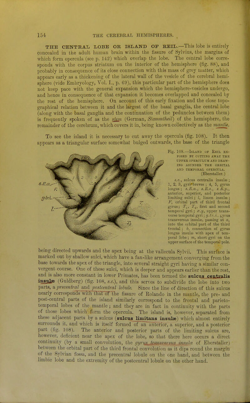 THE CENTRAIi LOBE OR ISLAND OP REIL.—This lobe is entirely concealed in the adult human brain within the fissure of Sylvius, the margins of which form opercula (see p. 142) which overlap the lobe. The central lobe corre- sponds with the corpus striatum on the interior of the hemisphere (fig. 88), and probably in consequence of its close connection with this mass of grey matter, which appears early as a thickening of the lateral wall of the vesicle of the cerebral hemi- sphere (vide Embryology, Vol. I., p. 69), this particular part of the hemisphere does not keep pace with the general expansion which the hemisphere-vesicles undei'go, and hence in consequence of that expansion it becomes overlapped and concealed by the rest of the hemisphere. On account of this early fixation and the close topo- graphical relation between it and the largest of the basal ganglia, the central lobe (along with the basal ganglia and the continuation of the peduncles between them) is frequently spoken of as the stem (German, Slcmmtheil) of the hemisphere, the remainder of the cerebrum, which covers it in, being known collectively as the mantle. To see the island it is necessary to cut away the opercula (fig. 108), It then appears as a triangular surface somewhat bulged outwards, the base of the triangle Fig. 108.—Island op Eeil ex- posed BY CUTTING AWAY THK UPPER OPERCULUM AND DRAW- ING ASUNDER THE ORBITAL AND TEMPORAL OPERCULA. (Eberstaller.) S.O., sulcus centralis insulae ; 1, 2, 3, gyri'bveves ; 4, 5, gyrus loiigus; s.Ii.a., s.R.s., s.U.p., anterior, superior, and posterior limiting sulci; I, limen insulae ; F, orbital part of third frontal gyrus; T^, T„, first and second temporal gyri; x.y, upper trans- verse temporal gyri; g.tr. i.. gyms transversus insuliB, passing at a, into the orbital part of the third frontal ; o, connection of gyrus longus insulse with apex of tem- poral lobe ; 7)1, short gyri on the upper surface of the temporal pole. being directed upwards and the apex being at the vallecula Sylvii. This surface is marked out by shallow sulci, which have a fan-like arrangement converging from the base towards the apex of the triangle, into several straight gyri having a similar con- vergent course. One of these sulci, which is deeper and appears earlier than the rest, and is also more constant in lower Primates, has been termed the sulcus_c£a±Ealis insBlae (Guldberg) (fig. 108, s.c), and this serves to subdivide the lobe into two parts, aprecentral and postcentral lobule. Since the line of direction of this sulcus nearly corresponds with thai oT the fissure of Rolando in the mantle, the pre- and post-central parts of the island similarly correspond to the frontal and parieto- temporal lobes of the mantle ; and they are in fact in continuity with the parts of those lobes which form the opercula. The island is, however, separated from these adjacent parts by a sulcus (sttlcns limitans insulae) which almost entirely surrounds it, and which is itself formed of an anterior, a superior, and a posterior part (fig. 108). The anterior and posterior parts of the limiting sulcus are, however, deficient near the apex of the lobe, so that there here occurs a direct continuity (by a small convolution, the gj/)-ii§^Mmsversus/insuke of Eberstaller) between the orbital part of the third frontal convolution as it dips round the margin of the Sylvian fossa, and the precentral lobule on the one hand, and between the limbic lobe and the exti emity of the postcentral lobule on the other hand.