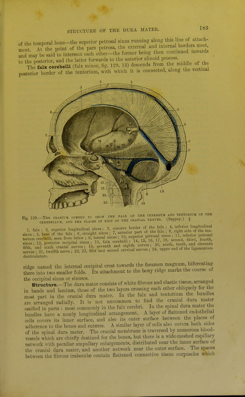 STRUCTURE OP THE DURA MATER. 1«3 of the temporal boiie-the superior petrosal siuus running along this line of attach- ment T the point of the para petrosa, the external and mterna borders meet S may be said^to intersect each other-the former being then continued inwards to the posterior, and the latter forwards to the anterior chnoid process. The falx cerel^elli (falx minor, fig. 129, 13) descends from tlie middle of the posterior border of the tentorium, with which it is connected, along the vertical .. ™xT„ T3ATV nw THK CEREBRUM AND TENTORIUM OP THE '^'Tr..™ r^nT. cjrj.» Lr.i sinus; 12, posterior occipital smus ; 13, falx ^^}f^^J}^ '^^^^ tenth, and eleyenth denticulatum. ridge named the internal occipital crest towards the foramen magnum bifurcating there into two smaller folds. . Its attachment to the bony ridge marks the course of the occipital sinus or sinuses. , . • .„ „j Structure.-The dura mater consists of white fibrous and elastic issue, ananged in bands and laminae, those of the two layers crossing each other obhquely for the most part in the cranial dura mater. In the falx and tentorium the bundles are arranged radially. It is not uncommon to find the cranial dura mater ossified in parts : most commonly in the falx cerebri. In the spinal dura mater the bundles have a nearly longitudinal arrangement. A layer of flattened endothelial cells covers its inner surface, and also its outer surface between the places ot adherence to the bones and sutures. A similar layer of cells also covers both sides of the spinal dura mater. The cranial membrane is traversed by numerous blood- vessels which are chiefly destined for the bones, but there is a wide-meshed capillary network with peculiar ampullary enlargements, distributed iieai- the inner surface ot the cranial dura mater, and another network near the outer surface. The spaces between the fibrous trabeculae contain flattened connective tissue corpuscles which