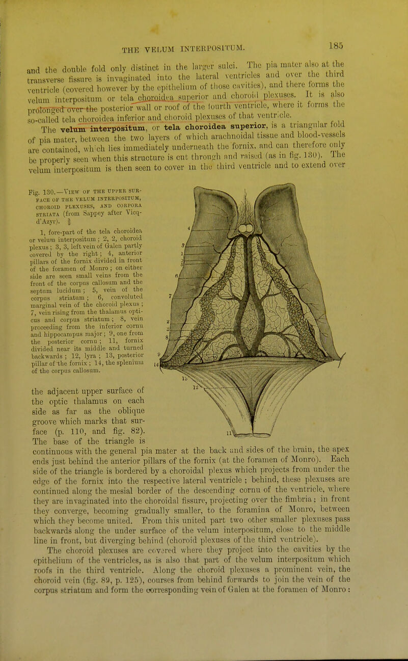 THE VELUM INTERPOSITUM. aiKi the double fold only distinct in the larga- sulci, ihc p.a mater a so at the transverse fissure is invaginated into the lateral ^■entr,cles aud over he third ventricle (covered however by the epithelium of those cavities) and there lorms the velum interpositum or tela^aid^a ^superior and chOToi.l plexuses. It is also proroWtovertlie posterior wall or roof of the loarth ventricle, where it forms the so-called tela choroidea inferior and^choroid plexuses of that ventr.cle. The velum interpositum, or tela choroidea superior, is a triangular told of pia mater, between the two layers of which arachnoidal tissue and blood-vessels are contained, wh^ch lies immediately underneath the fornix, and can therefore only be properly seen when this structure is cut through nud raised (as lu hg. 1.-50). ine velum interpositum is then seen to cover in the third ventricle and to extend over Fig. 130.—View of the upper sur- face OF THE VELUM INTERPOSITUM, CHOROID PLEXUSES, AND CORPORA STRIATA (from Sappey after Vicq- d'Azyr). | 1, fore-part of the tela choroidea or veluin iuterpositum ; 2, 2, choroid plexus ; 3, 3, left vein of Galen partly covered by the right; 4, anterior pillars of the fornix divided in front of the foramen of Monro ; on either side are seen small veins from the front of the corpus callosum and the septum lucidum; 5, vein of the corpus striatum ; 6, convoluted marginal vein of the choroid plexus ; 7, vein rising from the thalamus opti- cus and corpus striatum ; 8, vein proceeding from the inferior cornu and hippocampus major; 9, one from the posterior cornu; 11, fornix divided near its middle and turned baciswards ; 12, lyi-a ; 13, posterior pillar of the fornix ; 14, the splenium of the corpus callosum. the adjacent upper surface of the optic thalamus on each side as far as the oblique groove which marks that sur- face (p. 110, and fig. 82). The base of the triangle is continuous with the general pia mater at the back and sides of the braiu, the apex ends just behind the anterior pillars of the fornix (at the foramen of Monro). Each side of the triangle is bordered by a choroidal plexus which projects from under the edge of the fornix into the respective lateral ventricle ; behind, these plexuses are continued along the mesial border of the descending cornu of the ventricle, where they are invaginated into the choroidal fissure, projecting over the fimbria; in front they converge, becoming gradually smaller, to the foramina of Monro, between which they become united. From this united part two other smaller plexuses pass backwards along the under surface of the velum interpositum, close to the middle line in front, but diverging behind (choroid plexuses of the third ventricle). The choroid plexuses are covered where they project into the cavities by the epithelium of the ventricles, as is also that part of the velum interpositum which roofs in the third ventricle. Along the choroid plexuses a prominent vein, the choroid vein (fig. 89, p. 125), courses from behind forwards to join the vein of the corpus striatum and form the oorresponding vein of Galen at the foramen of Monro: