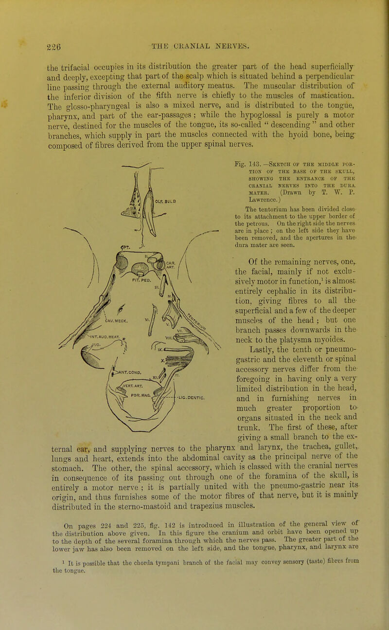 the trifacial occupies in its distribution the greater part of the head superficially and deeply, excepting that part of the scalp which is situated behind a perpendicular- line passing through the external auditory meatus. The muscular distribution of the inferior division of the fifth nerve is chiefly to the muscles of mastication. The glcsso-pliaryngeal is also a mixed nerve, and is distributed to the tongue, pharynx, and part of the ear-passages; while the hypoglossal is purely a motor nerve, destined for the muscles of the tongue, its so-called  descending  and other branches, which supply in part the muscles connected with the hyoid bone, being composed of fibres derived from the upper spinal nerves. Fig. 143. —Sketch of the jiiddle I'OB- TION OF THE BASE OF THE SKULL, SHOWING THE ENTRANCE OF THE CRANIAL NERVES INTO THE DURA. MATER. (Drawn by T. W. P. Lawrence.) The tentorium has been divided close- to its attachment to the upper border of the petrous. On the right .side the nerves are in jjlace ; on the left side they have been removed, and the apertures in the diu-a mater are seen. Of the remaining nerves, one,. the facial, mainly if not exclu- sively motor in function,^ is almost entirely cephalic in its distribu- tion, giving fibres to aU the- superficial and a few of the deeper muscles of the head; but one branch passes downwards in the neck to the platysma myoides. Lastly, the tenth or pneumo- gastric and the eleventh or spinal accessory nerves differ from the foregoing in having only a verj limited distribution in the head, and in furnishing nerves in much greater proportion to organs situated in the neck and trunk. The first of these, after giving a small branch to the ex- ternal ear, and supplying nerves to the pharynx and larynx, the trachea, gullet,, lungs and heart, extends into the abdominal cavity as the principal nerve of the stomach. The other, the spinal accessory, which is classed with the cranial nerves in consequence of its passing out through one of the foramina of the skull, is entirely a motor nerve ; it is partially united with the pneumo-gastric near its origin, and thus furnishes some of the motor fibres of that nerve, but it is mainly distributed in the sterno-mastoid and trapezius muscles. On pages 224 and 225, fig. 142 is introduced in illustration of the general view of the distribution above given. In thi.s figure the cranium and orbit have been opened up to the depth of the several foramina through which the nerves pass. The greater part of the lower jaw has also been removed on the left side, and the tongue, pharynx, and larynx are 1 It is possible that the chorda tympani branch of the facial may convey sensory (taste) fibres from the tongue.