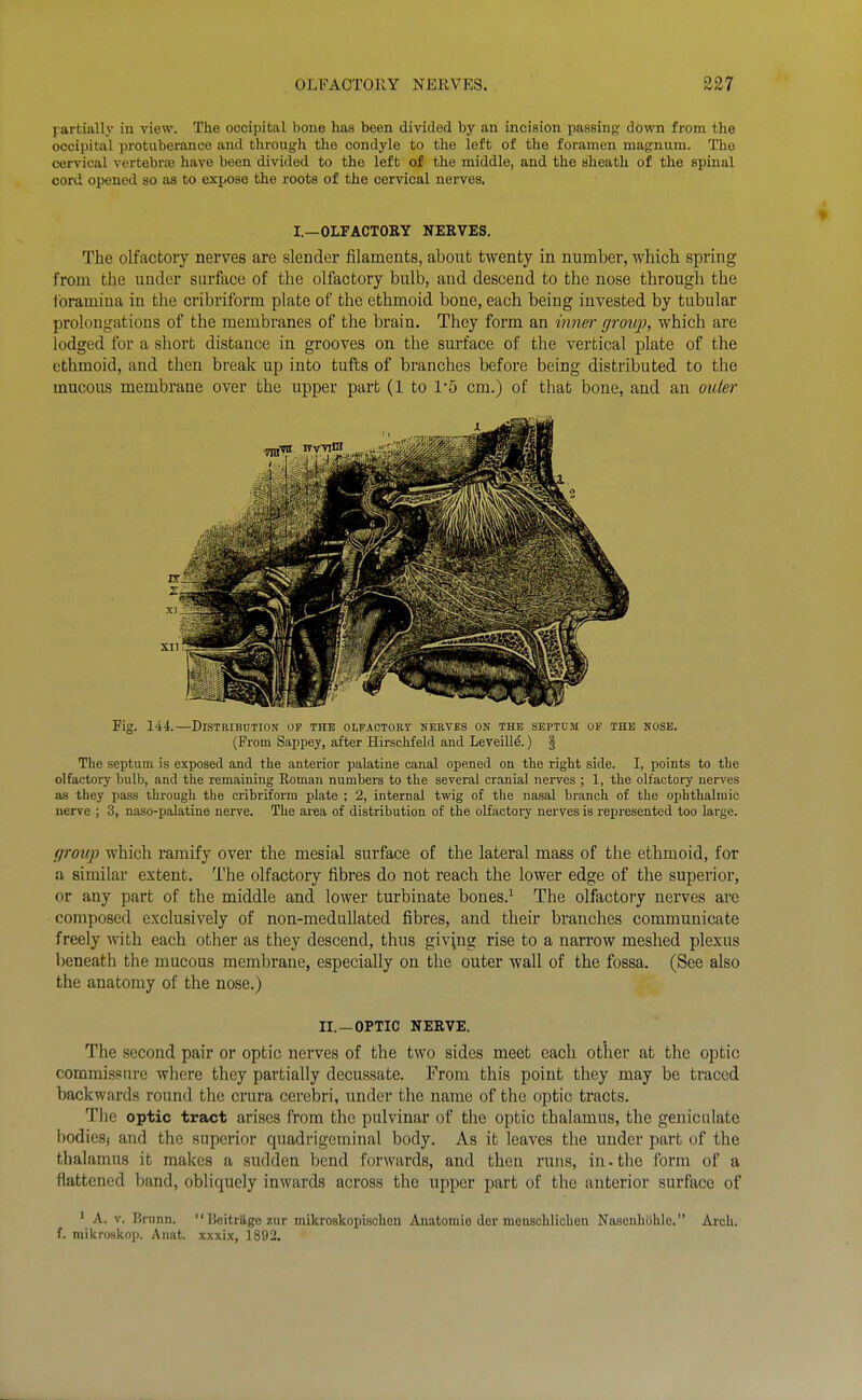 partially in view. The occipital bone has been divided by an incision passing down from the occipital protuberance and through the condyle to the left of the foramen magnum. The cervical vertebra) have been divided to the left of the middle, and the sheath of the spinal cord opened so as to expose the roots of the cervical nerves. I.—OLFACTOEY NERVES. The olfactory nerves are slender filaments, about twenty in number, whioli spring from the under surface of the olfactory bulb, and descend to the nose through the foramina in the cribriform plate of the ethmoid bone, each being invested by tubular prolongations of the membranes of the brain. They form an innm' group, which are lodged for a short distance in grooves on the surface of the vertical plate of the ethmoid, and then break up into tufts of branches before being distributed to the mucous membrane over the upper part (1 to I'D cm.) of that bone, and an outer Fig. 144.—Distribution of the olfaotoey neeves on the septum oi' the nose. (From Sappey, after Hirschfeld and LeveiUd.) § The septum is exposed and the anterior palatine canal opened on the right side. I, points to the olfactory bulb, and the remaining Roman numbers to the several cranial iieives ; 1, the olfactory nerves as they pass through the cribriform plate ; 2, internal twig of the nasal branch of the oj)hthalmic uerve ; 3, naso-palatine nerve. The area of distribution of the olfactory nerves is represented too large. (/roup which ramify over the mesial surface of the lateral mass of the ethmoid, for a similar extent. The olfactory fibres do not reach the lower edge of the superior, or any part of the middle and lower turbinate bones.^ The olfactory nerves are composed exclusively of non-medullated fibres, and their branches communicate freely with each other as they descend, thus giving rise to a narrow meshed plexus beneath the mucous raemlDrane, especially on the outer wall of the fossa. (See also the anatomy of the nose.) II.—OPTIC NERVE. The second pair or optic nerves of the two sides meet each other at the optic commissure where they partially decussate. From this point they may be traced backwards round the crura cerebri, under the name of the optic tracts. The optic tract arises from the pulvinar of the optic thalamus, the geniculate bodiesj and the superior quadrigcminal body. As it leaves the under part of the thalamus it makes a sudden bend forwards, and then runs, in.the form of a flattened band, obliquely inwards across the upper part of the anterior surface of ^ A. V. Brunn.  I'eitrttge zur mikroskopiachen Anatomie der menschlichen Nasenhohle. Arch, f. mikroskop. Anat. xxxix, 1892.