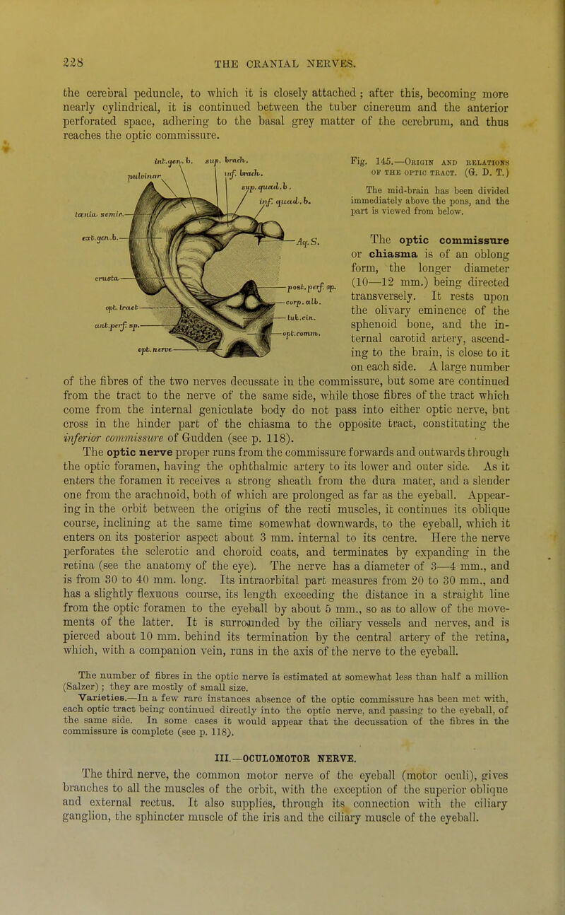the cerebral peduncle, to which it is closely attached; after this, becoming more nearly cylindrical, it is continued between the tuber cinereum and the anterior perforated space, adhering to the basal grey matter of the cerebrum, and thus reaches the optic commissure. of the fibres of the two nerves decussate in the commissure, but some are continued from the tract to the nerve of the same side, while those fibres of the tract which come from the internal geniculate body do not pass into either optic uerve, but cross in the hinder part of the chiasma to the opposite tract, constituting the inferioi' commissure of Gudden (see p. 118). The optic nerve proper runs from the commissure forwards and outwards through the optic foramen, having the ophthalmic artery to its lower and outer side. As it enters the foramen it receives a strong sheath from the dura mater, and a slender one from the arachnoid, both of which are prolonged as far as the eyeball. Appear- ing in the orbit between the origins of the recti muscles, it continues its oblique course, inclining at the same time somewhat downwards, to the eyeball, which it enters on its posterior aspect about 3 mm. internal to its centre. Here the nerve perforates the sclerotic and choroid coats, and terminates by expanding in the retina (see the anatomy of the eye). The nerve has a diameter of 3—4 mm., and is from 30 to 40 mm. long. Its intraorbital part measures from 20 to 30 mm., and has a slightly flexuous course, its length exceeding the distance in a straight line from the optic foramen to the eyeball by about 5 mm., so as to allow of the move- ments of the latter. It is surro^unded by the ciliary vessels and nerves, and is pierced about 10 mm. behind its termination by the central artery of the retina, which, with a companion vein, runs in the axis of the nerve to the eyeball. The number of fibres in the optic nerve is estimated at somewhat less than half a million (Salzer) ; they are mostly of small size. Varieties.—In a few rare instances absence of the optic commissure has been met with, each optic tract beinfj continued directly into the optic nerve, and passing to the eyeball, of the same side. In some cases it would appeal- that the decussation of the fibres in the commissure is complete (see p. 118). The third nerve, the common motor nerve of the eyeball (motor oculi), gives branches to all the muscles of the orbit, with the exception of the superior oblique and external rectus. It also supplies, through its connection with the ciliary gangUon, the s^Dhincter muscle of the iris and the ciliary muscle of the eyeball. Fig. 145.—Origin and relations The mid-brain has been divided immediately above the pons, and the part is viewed from below. The optic commissure or chiasma is of an oblong form, the longer diameter (10—12 mm.) being directed transversely. It rests upon the olivary eminence of the sphenoid bone, and the in- ternal carotid artery, ascend- ing to the brain, is close to it on each side. A large number OF THE OPTIC TRACT. (G. D. T.) III.—OCULOMOTOR NERVE.