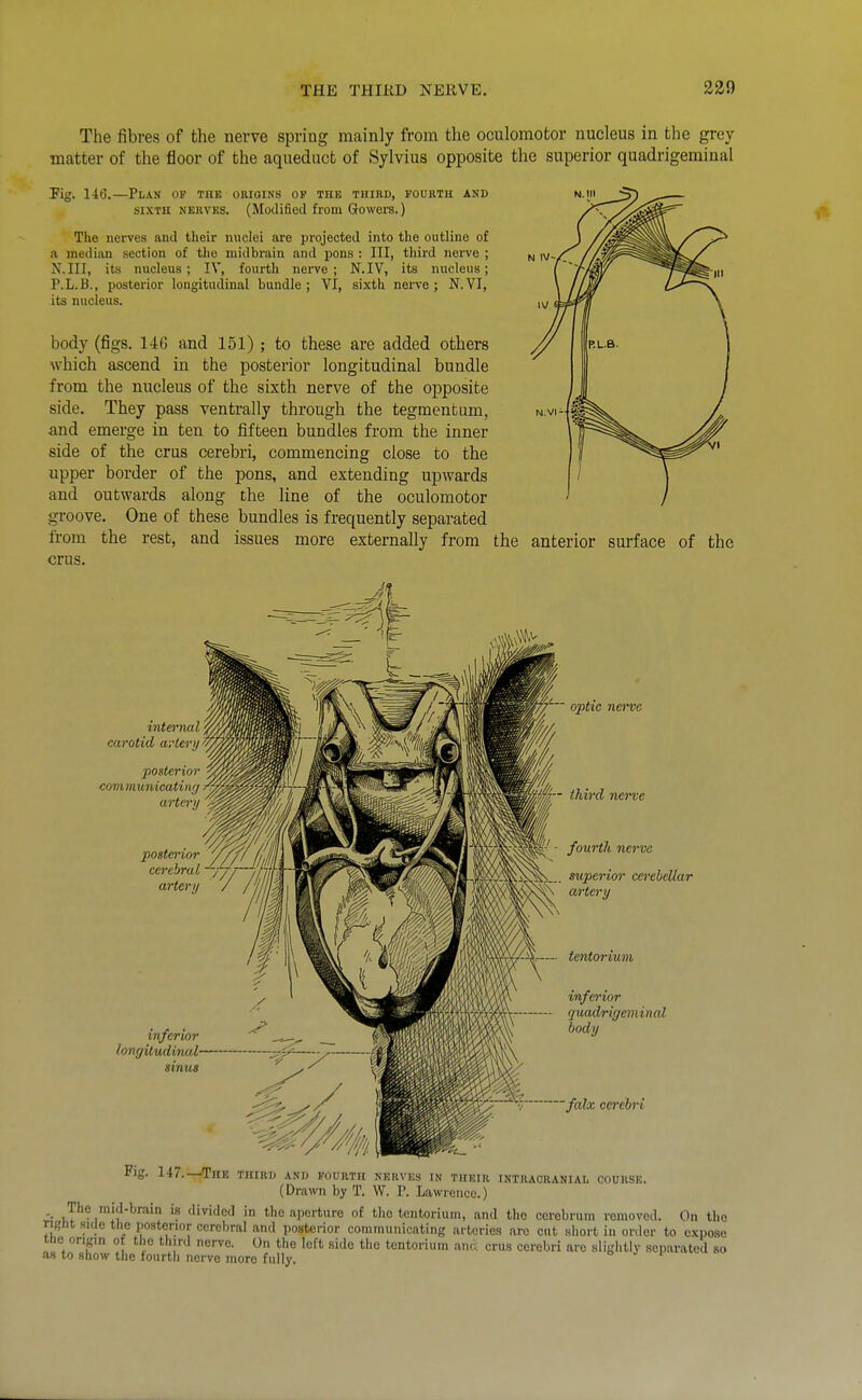 N IV-, The fibres of the nerve spring mainly from the oculomotor nucleus in the grey matter of the floor of the aqueduct of Sylvius opposite the superior quadrigeminal Pig. 146.—Plan of the origins of tub third, fourth and SIXTH NERVES. (Modified from Gowei-s.) The nerves and their nuclei are projected into the outline of a median section of the midbrain and pons : III, third nerve ; N.III, its nucleus ; IV, fourth nerve ; N.IV, its nucleus; P.L.B., posterior longitudinal bundle ; VI, sixth nerve ; N.VI, its nucleus. body (figs. 146 and 151) ; to these are added others which ascend in the posterior longitudinal bundle from the nucleus of the sixth nerve of the opposite side. They pass ventrally through the tegmentum, and emerge in ten to fifteen bundles from the inner side of the crus cerebri, commencing close to the upper border of the pons, and extending upwards and outwards along the line of the oculomotor groove. One of these bundles is frequently separated from the rest, and issues more externally from the anterior surface of the crus. internal carotid arleri/ posterior com municating artcrij posterior cerebral artery inferior longitudinal' sinus optic nerve r- third nerve - fourth nerve JXSiN... superior cerebellar iN artery — tentorium infa'ior quadrigeminal body 'falx cerebri Fig. 147.—The third and fourth nkiivus in thkir intuachanial course. (Drawn by T. W. P. Lawrence.) -• ■? 'I'vWcd in the aperture of the tentorium, and tlio cerebrum removed. On the rifrnt .sule the posterior cerebral and posterior communicating arteries are cut short in order to expose tne origin of the third nerve. On the left side the tentorium and crus cerebri are slightly separated so as to show the fourth nerve more fully. o i