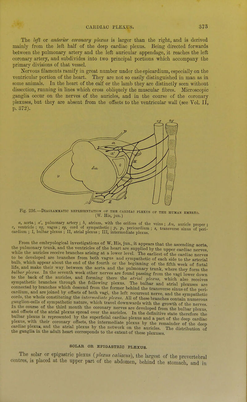 The left or anterior coronary plexus is larger than the right, and is derived mainly from the left half of the deep cardiac plexus. Being directed forwards between the pulmonary artery and the left auricular appendage, it reaches the left coronary artery, and subdivides into two principal portions which accompany the primary divisions of that vessel. Nervous filaments ramify in great number under the epicardium, especially on the ventricular portion of the heart. They are not so easily distinguished in man as in some animals. In the heart of the calf or the lamb they are distinctly seen without dissection, running in lines which cross obliquely the muscular fibres. Microscopic ganglia occur on the nerves of the auricles, and in the course of the coronary plexuses, but they are absent from the offsets to the ventricular wall (see Vol. II, p. 372). Fig. 236.—Diagrammatic beprusentation op the cardiac plexus of the human embryo. (W. His, jun.) a, aorta ; a', pulmonary artery ; b, atrium, with the orifices of the veins ; Au, auricle proper • V, ventricle ; Vff, vagus ; sy, cord of sympathetic ; p, p, pericardium ; s, transverse sinus of peri- cardium ; I, bulbar plexus ; II, atrial plexus ; III, intermediate plexus. From the embryolog-ical investigations of W. His, jun., it appears that the ascending aorta the pulmonary trunk, and the ventricles of the heart are supplied by the upper cardiac nerves while the auricles receive branches arising at a lower level. The earliest of the cardiac nerves to be developed are branches from both vagus and sympathetic of each side to the arterial bulb, which appear about the end of the fourth or the beginning of the fifth week of foetal Hfe, and make their way between the aorta and the pulmonary trunk, where they form the Tndhar plexus. In the seventh week other nerves are found passing from the vao-i lower down to the back of the auricles, and forming there the atrial plexus, which also receives sympathetic branches through the following plexus. The bulbar and atrial plexuses are connected by branches which descend from the former behind the transverse sinus of the peri- cardium, and are joined by offsets of both vagi, the left recurrent nerve, and the sympathetic cords, the whole constituting the intermediate plexus. AU of these branches contain numerous ganglion-cells of sympathetic nature, which travel downwards with the growth of the nerves In the course of the third month the coronary nerves are developed from the bulbar plexus and offsets of the atrial plexus spread over the auricles. In the definitive state therefore the bulbar plexus is represented by the superficial cardiac plexus and a part of the deep cardiac plexus, with their coronai-y offsets, the intermediate plexus by the remainder of the deep cardiac plexus, and the atrial plexus by the network on the auricles. The distribution of the gangha in the adult heart corresponds to the extent of these plexuses. SOLAK OB EPiaASTRia PLEXUS. The solar or epigastric plexus {plexus cceliacus), the largest of the prevertebral centres, is placed at the upper part of the abdomen, behind the stomach, and in