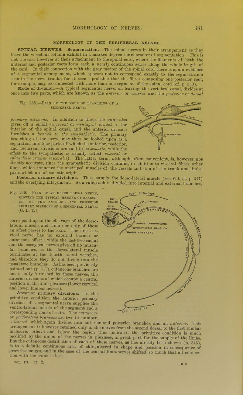 MORPHOLOGY OF THE PERIPHERAL NERVES. SPINAL NERVES.—Segnnentation.—The spinal nerves in their arrangement as they leave the vertebral column exhibit in a marked degree the character of seg-mentation This is not the case however at their attachment to the spinal cord, where the filaments of both the anterior and posterior roots form each a nearly continuous series along the whole length of the cord. In their connection with the g-rey matter of the spinal cord there is again evidence of a segmental arrangement, which appears not to correspond exactly to the segmcEtation seen in the nerve-trunks, for it seems probable that the fibres composing one posterior root, for example, may be connected with more than one segment of the spinal cord (cf. p. 350). Mode of division.—A typical segmental nerve, on leaving the vertebral canal, divides at once into two parts, which are known as the anterior or ventral and the 2^osterwr or dorsal Fig. 238.—Plan op the mode op branching op a SEGMENTAL NERVK. HOOT. pi-lmary divmons. In addition to these, the trunk also gives off a small recurrent or menmqcal hrancli to the interior of the spinal canal, and the anterior division furnishes a hranch to the sijmpathctic. The primary branching of the nerve may thus be looked upon as a separation into four parts, of which the .anterior, posterior, and recun-ent divisions are said to be somatic, while the ■offset to the sympathetic is usually called risceral or xj)Ianchmc (ramus visceralis'). The latter term, although often convenient, is, however noc strictly accurate, since the sympathetic division contains, in addition to visceral fibres, other fibres which influence the unstriped muscles of the vessels and skin of the trunk and limbs, parts which are of somatic origin. Posterior primary divisions.—These supply the dorso-lateral muscle (see Vol. II, p. 3i7) and the overlying integument. As a rule, each is divided into internal and external branches, POST. CUTANeous INTL. PRANCH- Fig. 239.—Plan op an upper dorsal nerve, SHOWING THE TYPICAL MANNER OP BRANCH- ING OP THE ANTERIOR AND POSTERIOR PRIMARY DIVISIONS OP A SEGMENTAL NERVE. (G. D. T.) corresponding to the cleavage of the dorso- lateral muscle, and from one only of these an offset passes to the skin, The first cer- vical nerve has no external branch or cutaneous offset; while the last two sacral and the coccygeal nerves give off no muscu- lar branches, as the dorso-lateral muscle terminates at the fourth sacral vertebra, and therefore they do not divide into the usual two branches. As has been previously pointed out (p. 3-il), cutaneous branches are not usually furnished by those nerves, the anterior divisions of which occupy a central position in the limb-plexuses (lower cervical and lower lumbar nerves). Anterior primary divisions.—In the primitive condition the anterior primary division of a segmental nerve supplies the ventro-lateral muscle of the segment and a corresponding zone of skin. The cntancmis or pcrfnratiiKj hranrhcs are two in number, a lateral, which again divides into anterior and posterior branches, and an anterior. This arrangement is however retained only in the nerves from the second dorsal to the first lumbar inclusive. Above and below the region thus indicated the primitive condition is much modified by the union of the nerves in plexuses, in great part for the supply of the limbs. But the cutaneous distribution of each of these nerves, as has already been shown (p. 345), is to a definite continuous area of skin, altered in shape and position in consequence of ^'rowth-changes, and in the case of the central limb-nerves shifted so much that all connec- tion with the trunk is lost. VOL. III., PT. 2, g jj