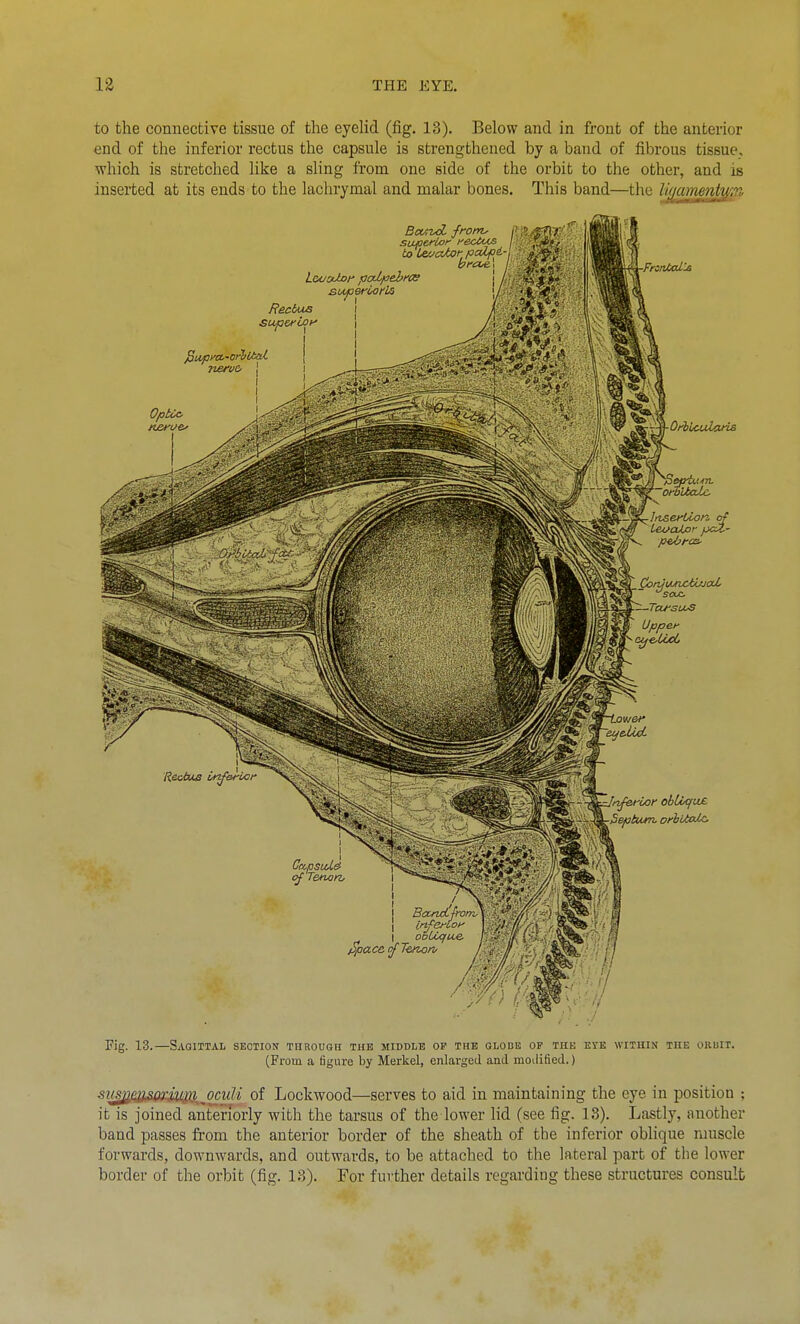 to the connective tissue of the eyelid (fig. 13). Below and in front of the anterior end of the inferior rectus the capsule is strengthened by a band of fibrous tissue, which is stretched like a sling from one side of the orbit to the other, and is inserted at its ends to the lachrymal and malar bones. This band—the H^cmmi^irc Bou-vdi from, /•' superior i^ectus \ to LavcUotf^Jolp^-' \-FriiUxdls Rectus supefioy superoorU OptCc. OrhicuUwis orbUalc InserUon of CoruiMvotLcjoU, SepbuM. ofbiicUc Fig. 13.—Sagittal section through the middle op the glode of the eye wituin the orhit. (From a figure by Merkel, enlarged and moilified.) .<i7f^fijl„<ipr^1ig^.^ nr/iM of Locliwood—scrves to aid in maintaining the eye in position ; it is joined anteriorly with the tarsus of the lower lid (see fig. 13). Lastly, another band passes from the anterior border of the sheath of the inferior oblique muscle forwards, downwards, and outwards, to be attached to the lateral part of the lower border of the orbit (fig. 13). For further details regarding these structures consult