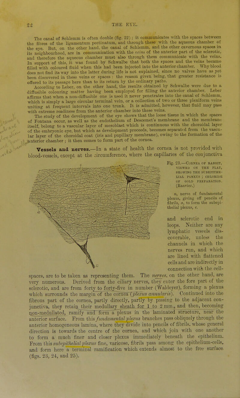 The canal of Sclilemm is often double (fig. 22); it communicates with the spaces between the fibres of the lig'amentum pectinatum, and through these with the aqueous chamber of the eye. But, on the other hand, the canal of Schlemm, and the other cavernous spaces in its neig-hbourhood, are in communication with the Tei7u of the anterior part of the sclerotic, and therefore the aqueous chamber must also throug'h them communicate with the veins. In support of this, it w^as found by Schwalbe that both the spaces and the veins became filled with coloured fluid when this had been injected into the anterior chamber. Why blood does not find its way into the latter dui-ing life is not explained, since no valves have as yet been discovered in these veins or spaces : the reason given being, that greater resistance is offered to its passage here than to its return by the ordinary paths. According to Leber, on the other hand, the results obtained by Schwalbe were due to a diffusible colouring matter having been employed for filling the anterior chamber. Leber affirms that Avhen a non-dififusible one is used it never penetrates into the canal of Schlemm, which is simply a large circular terminal vein, or a collection of two or three plexiform veins uniting at frequent intervals into one trunk. It is admitted, however, that fluid may pass with extreme readiness from the anterior chamber into these veins. The study of the development of the eye shows that the loose tissue in which the spaces of Fontana occur, as well as the endothelium of Descemet's membrane and the membrant itself, belong to a vascular layer of mesoblast which is continuous with the choroidal layer of the embryonic eye, but which as development proceeds, becomes separated from the vascu- lar layer of the choroidal coat (iris and pupillary membrane), owing to the formation of the anterior chamber ; it then comes to form part of the cornea. Vessels and nerves.—In a state of health the cornea is not provided Avitli blood-vessels, except at the circumference, where the capillaries of the conjunctiva Fig. 23.—Cohnea of babbit, A'lKWED ON THE FLAT, SHOWING THE SUBEPITHE- LIAL PLEXUS ; CDLORIUE OP GOLD PREPARATION. (Eaavier.) n, nerve of fundamental plexus, giving off pencils of fibrils, a, to form the subepi- thelial plexus, e. and sclerotic end in loops. Neither are any lymphatic vessels dis- coverable, unless the channels in which the nerves run, and which are hned with flattened cells and are indirectly in connection with the cell- spaces, are to be taken as representing them. The nerves, on the other hand, are very numerous. Derived from the cihary nerves, they enter the fore part of the sclerotic, and are from fortyjo forty-five in number (Waldeyer), forming a plexus which surrounds the margin of the cbriTea (j;few«s annularis). Continued into the fibrous part of the cornea, partly directly, partly by passing to the adjacent con- junctiva, they retain their medullary_sheath for 1..to 2 mm., and then, becoming Qpn-meduUated, ramify and^Torm a plexus in the laminated structure, near the anterior surface. From this fundamental plexus branches pass obliquely through the anterior homogeneous lamina, where they divide into pencils of fibrils, whose general direction is towards the centre of the cornea, and which join with one another to form a much finer and closer plexus immediately beneath the epithelium. Yvom t\i\% siibcpithelial plexiis \ax{c,os.Q, fibrils pass among the epithelium-cells, and form here a terminal ramification which extends almost to the free surface, (figs. 23, 24, and 25).