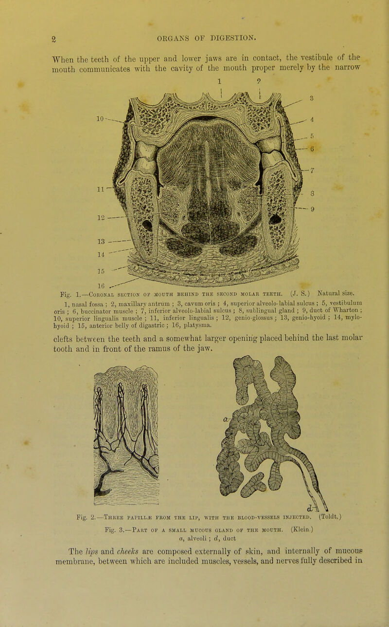 When the teeth of the upper and lower jaws are in contact, the vestibule of the mouth communicates with the cavity of the mouth proper merely by the narrow 1 ? Fig. 1. COKONAL SECTION OP MOUTH BEHIND THE SECOND MOLAE TEETH. (J. S.) Natural Size. 1, nasal fossa ; 2, maxillary antrum ; 3, cavum oris ; 4, superior alyeolo-labial sulcus ; 5, vestibulum oris ; 6, buccinator muscle ; 7, inferior alveolo-labial sulcus ; 8, sublingual gland ; 9, duct of Wharton ; 10, superior lingualis muscle ; 11, inferior lingualis ; 12, genio-glossus; 13, genio-hyoid ; 14, mylo- hyoid ; 15, anterior belly of digastric ; 16, platysma. clefts between the teeth and a somewhat larger opening placed behind the last molar tooth and in front of the ramus of the jaw. Fig, 2.—Thuee pai'ill;e from the up, with the blood-vessels injected. (Toldt.) Fig. 3.—Part op a small mucous gland op the mouth. (Klein ) a, alveoli ; d, duct The Hps and cheeks are composed externally of skin, and internally of mucous membrane, between which are included muscles, vessels, and nerves fully described in