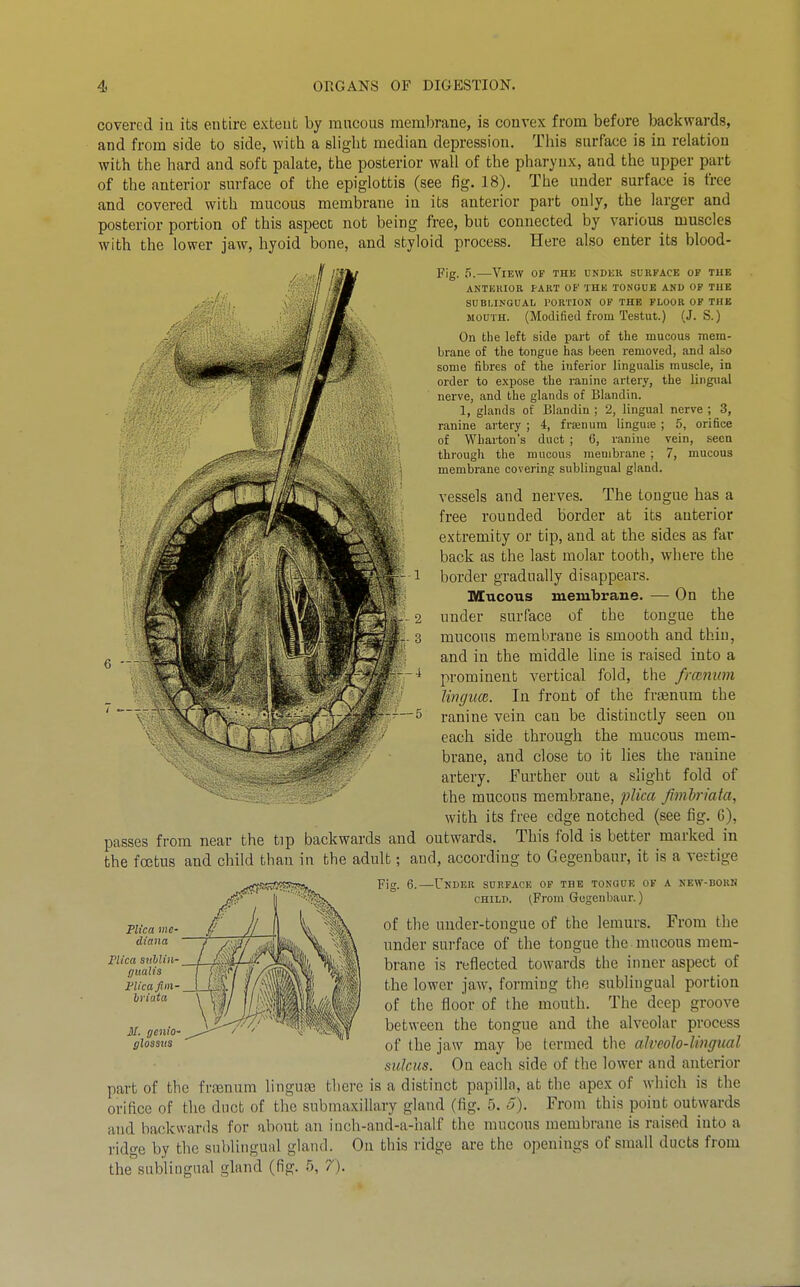 covered in its entire extent by mucous membrane, is convex from before backwards, and from side to side, witb a sliglit median depression. This surface is in relation with the hard and soft palate, the posterior wall of the pharynx, and the upper part of the anterior surface of the epiglottis (see fig. 18). The under surface is free and covered with mucous membrane in its anterior part only, the larger and posterior portion of this aspect not being free, but connected by various muscles with the lower jaw, hyoid bone, and styloid process. Here also enter its blood- Fig. ^.—View of the under surface of the ANTHKIOR FART OF THK TONGUE AND OF THE SUBLINGUAL PORTION OF THE FLOOR OF THE MOUTH. (Modified from Testut.) (J. S.) On the left side part of the mucous mem- brane of the tongue has been removed, and also some fibres of the inferior lingualis muscle, in order to expose the ranine artery, the lingual nerve, and the glands of Blandin. 1, glands of Blandin ; 2, lingual nerve ; 3, ranine artery ; 4, frajnum linguie ; 5, orifice of Wharton's duct ; 6, ranine vein, seen through the mucous membrane ; 7, mucous membrane covering sublingual gland. vessels and nerves. The tongue has a free rounded border at its anterior extremity or tip, and at the sides as far back as the last molar tooth, where the border gradually disappears. Mucous membrane. — On the under surface of the tongue the mucous membrane is smooth and thin, and in the middle line is raised into a prominent vertical fold, the frconiim Ungim. In front of the fr^enum the ranine vein can be distinctly seen on each side through the mucous mem- brane, and close to it lies the ranine artery. Further out a slight fold of the mucons membrane, plica fimhriata, with its free edge notched (see fig. 6), passes from near the tip backwards and outwards. This fold is better marked in the foetus and child than in the adult; and, according to Gegenbaur, it is a vestige Pig_ 6.—Under surface of the tongue of a new-borh CHILP. ^From Gegenbaur.) of the under-tongue of the lemurs. From the under surface of the tongue the mucous mem- brane is reflected towards the inner aspect of the lower jaw, forming the sublingual portion of the floor of the mouth. The deep groove between the tongue and the alveolar process of the jaw may be termed the alvcolo-Ungml sulcus. Ou each side of the lower and anterior part of the frtenum linguEe there is a distinct papilla, at the apex of which is the orifice of the duct of the submaxilla,ry gland (fig. 5. 5). From this point outwards and backwards for about an iuch-and-a-half the mucous membrane is raised into a ridge by the sublitigUiU glaiul. On this ridge are the openings of small ducts from the subliiignal gland (fig. 5, 7). 6 - FUca mc- diana Plica siMin- r/ualis I'Ucafim- briata M. genio- glossits