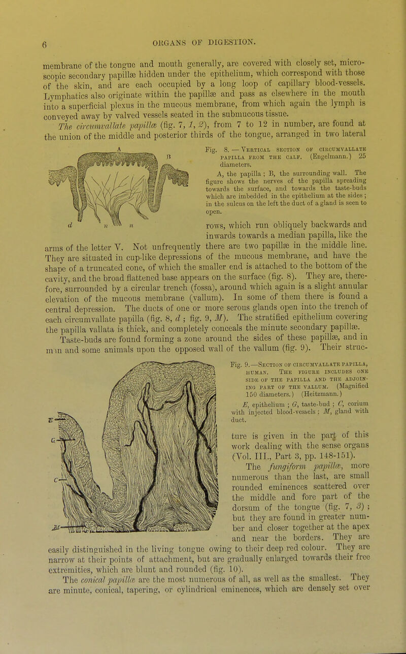 membrane of the tongue and mouth generally, are covered with closely set, micro- scopic secondary papillse hidden under the epithelium, which correspond with those of the skin, and are each occupied by a long loop of capillary blood-vessels. Lymphatics also originate within the papillae and pass as elsewhere in the mouth into a superficial plexus in the mucous membrane, from which again the lymph is conveyed away by valved vessels seated in the submucous tissue. The, circumvaUaie jMpillcB (fig. 7, 1, 2), from 7 to 12 in number, are found at the union of the middle and posterior thirds of the tongue, arranged in two lateral _A Fig. 8. — Vertioal section ok ciiicumvallate PAPILLA FJiOM THE CALF. (Engelmann.) 25 diameters. A, the papilla ; B, the surrounding wall. The figure shows the nerves of the papilla spreading towards the surface, and towards the taste-buds which are imbedded in the epithelium at the sides ; in the sulcus on the left the duct of a gland is seen to open. rows, which run obliquely backwards and inwards towards a median papilla, like the arms of the letter V. Not unfrequently there are two papillfB in the middle line. They are situated in cup-like depressions of the mucous membrane, and have the shape of a truncated cone, of which the smaller end is attached to the bottom of the cavity, and the broad flattened base appears on the surface (fig. 8). They are, there- fore, surrounded by a circular trench (fossa), around which again is a slight annular elevation of the mucous membrane (vallum). In some of them there is found a central depression. The ducts of one or more serous glands open into the trench of each circumvallate papilla (fig. 8, cl; fig. 9, M). The stratified epithelium covering the papilla vallata is thick, and completely conceals the minute secondary papilla. Taste-buds are found forming a zone around the sides of these papilla, and in min and some animals upon the opposed wall of the vallum (fig. 9). Their struc- Fig. 9.—Section of cikcdmvallate papilla, uuMAN. The figure includes one SIDE of the papilla AND THE ADJOIN- ING PART OF THE VALLUM. (Magnified 150 diameters.) (Heitzmann.) JE, epithelium ; G, taste-bud ; C, corium with injected blood-vessels : M, gland with duct. tiire is given in the par| of this work dealing with the sense organs (Vol. III., Part 3, pp. U8-151). The fungiform iMpilke, more numerous than the last, are small rounded eminences scattered over the middle and fore part of the dorsum of the tongue (fig. 7, 3) ; but they are found in greater num- ber and closer together at the apex and near the borders. They are easily distinguished in the living tongue owing to their deep red colour. They are narrow at their points of attachment, but are gradually enlarged towards their free extremities, which are blunt and rounded (fig. 10). The conical papillw are the most luimerous of all, as well as the smallest. They are minute, conical, tapering, or cylindrical eminences, which are densely set over