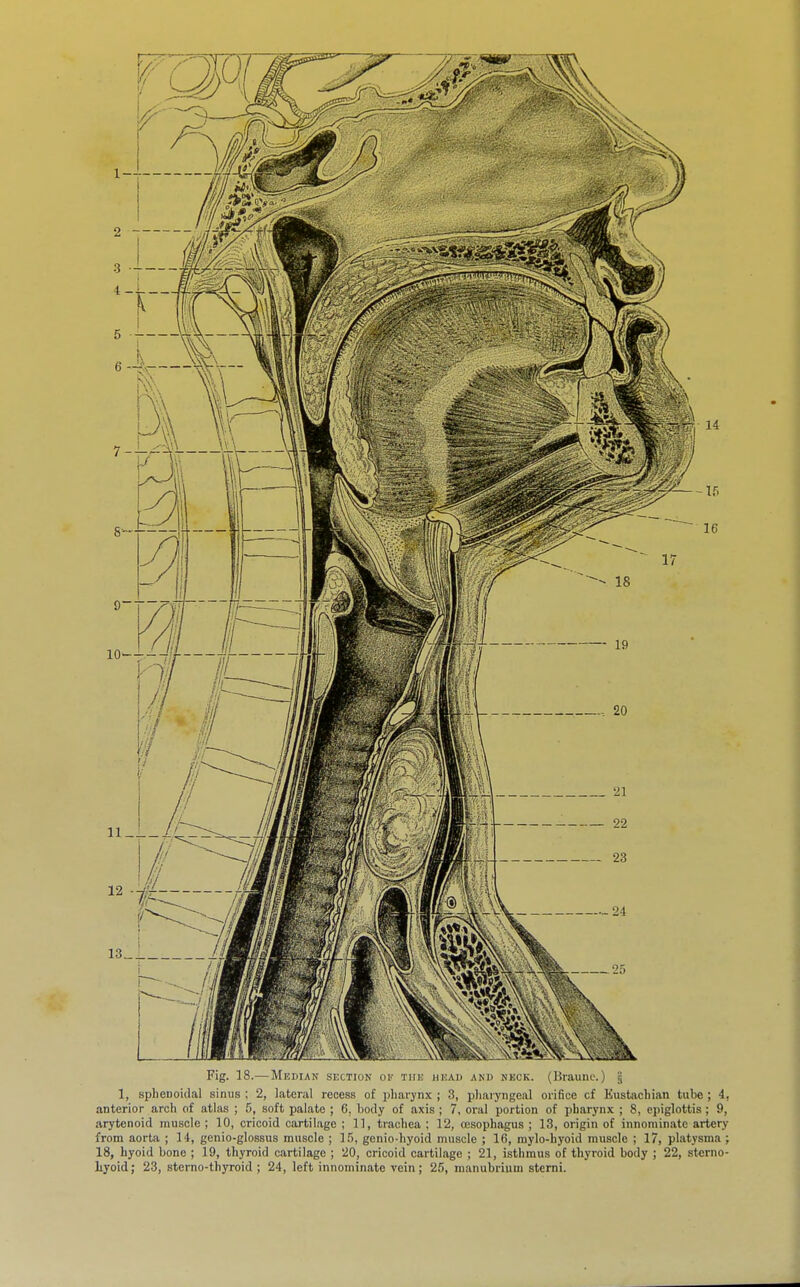 Fig. 18.—Median section ov tiiic head and neck. (Braune.) | 1, sphenoidal sinus ; 2, lateral recess of pharynx ; 3, pharyngeal orifice of Eustachian tube ; 4, anterior arch of atlas ; 5, soft palate ; 6, body of axis ; 7, oral portion of pharynx ; 8, epiglottis ; 9, arytenoid muscle ; 10, cricoid cartilage ; 11, trachea ; 12, oesophagus ; 13, origin of innominate artery from aorta ; 14, genio-glossus muscle ; 15, genio-hyoid muscle ; 16, mylo-hyoid muscle ; 17, platysma ; 18, hyoid bone ; 19, thyroid cartilage ; 20, cricoid cartilage ; 21, isthmus of thyroid body ; 22, sterno- liyoid; 23, sterno-thyroid ; 24, left innominate vein; 25, manubrium stcrni.