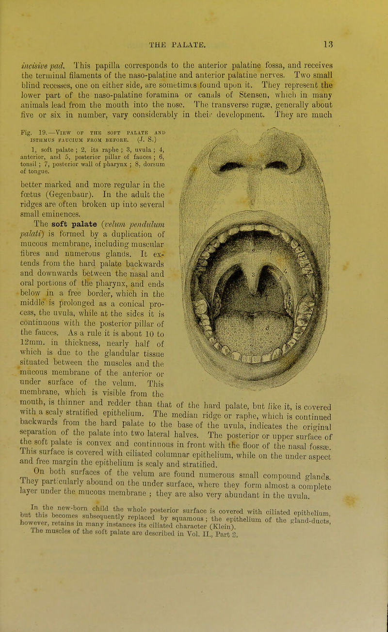incisive pad. This papilla correspouds to the auterior palatine fossa, and receives the tenuiual filaments of the naso-palatiue and anterior palatine nerves. Two small blind recesses, one on either side, are sometimes found upon it. They represent the lower part of the naso-palatine foramina or canals of Stensen, which in many animals lead fi'om the mouth into the nose. The transverse rugae, generally about five or six in number, vary considerably in theii- development. They are much \ Fig. 19.—View op the soft palate anu ISTHMUS PAUCIUM FUOM BEFORE. (.F. S.) 1, soft palate ; 2, its raphe ; 3, uvula ; 4, anterior, and 5, posterior pillar of fauces ; 6. tonsil ; 7, posterior wall of pharynx ; 8. dorsum of tongue. better marked and more regular in the foetus (Gegcubaur). In the adulb the ridges are often broken up into several small eminences. The soft palate {velum pendulum palati) is formed by a duplication of mucous membrane, including muscular fibres and numerous glands. It ex- tends from the hard palate backwards and downwards between the nasal and oral portions of the pharynx, and ends below in a fi-ee border, which in the middle is prolonged as a conical pro- cess, the uvula, while at the sides it is continuous with the posterior pillar of the fauces. As a rule it is about 10 to 12mm. in thickness, nearly half of which is due to the glandular tissue situated between the muscles and the mucous membrane of the anterior or ■'' under surface of the velum. This membrane, which is visible from the - mouth, is thinner and redder than that of the hard palate, but /ike it, is covered with a scaly stratified epithelium. The median ridge or raphe, which is continued backwards from the hard palate to the base of the uvula, indicates the orio-inal separation of the palate into two lateral halves. The posterior or upper surface of the soft palate is convex and continuous in front with the floor of the nasal fosssfi ihis surface is covered with ciliated columnar epithelium, while on the under aspect and free margin the epithelium is scaly and stratified. On both surfaces of the velum are found numerous small compound glands ihey particu arly abound on the under surface, where thev form almost a complete layer under the mucous membrane ; they are also very abundant in the uvula. hn/f>,f!'L°^'^'^°''>,''^'^'^ ^^'^ ^'■f-'^^^ i« with ciliated epithelium JoLi. it • '^eP'^'^ed by squamous; the epithelium of the plSucS' ho^vever, retains m many instances its ciliated character (Klein) ' Ihe muscles of the soft palate are described in Vol. II., Part 3.