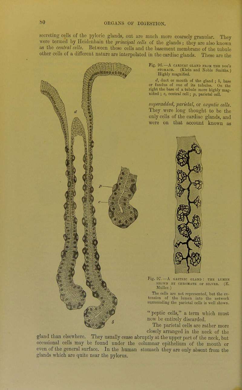 secreting cells of the pyloric glands, out are much more coarsely granular. They were termed by Heidenhain the p-incipal cells of the glands ; they are also known as the central cells. Between these cells and the basement membrane of the tubule other cells of a different nature are interpolated in the cardiac glands. These are the Fig. 96.—A CARDIAC GLAND PROM THE DOo's STOMACH. (Klein and Noble Smiths.) Highly magnified. d, duct or mouth of the gland ; h, ba.se or fundus of one of its tubules. On the right the base of a tubule more highly mag- nified ; c, central cell; p, parietal cell. siqjeradded, parietal, or oxipitic cells. They were long thought to be the only cells of the cardiac glands, and were on that account known as Fig. 97.—A GASTHIO GLAND : THE LUMKN SHOWN BY CHllOMATK OF SILVER. (E. Mullcr.) The cells arc not represented, but the ex- tension of the lumen into the network surrounding the parietal cells is well shown. peptic cells, a term which must now be entirely discarded. The parietal cells are rather more closely arranged in the neck of the gland than elsewhere. They usually cease abruptly at the upper part of the neck, but occasional cells may be found under the columnar epithelium of the mouth or even of the general surface. In the human stomach they are only absent from the glands which are quite near the pylorus.