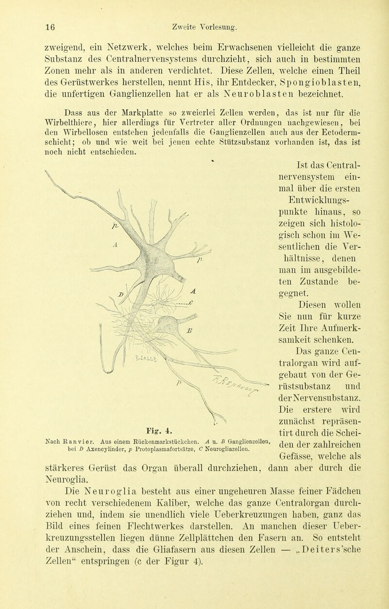 zweigend, ein Netzwerk, welches beim Erwachsenen vielleicht die ganze Substanz des Centrainervensystems durchzieht, sich auch in bestimmten Zonen mehr als in anderen verdichtet. Diese Zellen, welche einen Theil des Gerüstwerkes herstellen, nennt His, ihr Entdecker, Spongioblasten, die unfertigen Ganglienzellen hat er als Neur ob lasten bezeichnet. Dass aus der Markplatte so zweierlei Zellen werden, das ist nur für die Wirbelthiere, hier allerdings für Vertreter aller Ordnungen nachgewiesen, bei den Wirbellosen entstehen jedenfalls die Ganglienzellen auch aus der Ectoderm- schicht; ob und wie weit bei jenen echte Stützsubstanz vorlianden ist, das ist noch nicht entschieden. Ist das Central- nervensj'Stem ein- mal über die ersten EntAvicklungs- punkte hinaus, so zeigen sich histolo- gisch schon im We- sentlichen die Ver- hältnisse , denen man im ausgebilde- ten Zustande be- gegnet. Diesen wollen Sie nun für kurze Zeit Ihre Aufmerk- samkeit schenken. Das ganze Cen- tralorgan wird auf- gebaut von der Ge- rüstsubstanz und der Nervensubstanz. Die erstere wird zunächst repräsen- tirt durch die Schei- den der zahlreichen Gefässe, welche als stärkeres Gerüst das Organ überall durchziehen, dann aber durch die Neuroglia. Die Neuroglia besteht aus einer ungeheuren Masse feiner Fädchen von recht verschiedenem Kaliber, welche das ganze Centraiorgan durch- ziehen und, indem sie unendlich viele Ueberkreuzungen haben, ganz das Bild eines feinen Flechtwerkes darstellen. An manchen dieser Ueber- kreuzungsstellen liegen dünne Zellplättchen den Fasern an. So entsteht der Anschein, dass die Gliafasern aus diesen Zellen — ,.Deiters'sche Zellen entspringen (c der Figur 4). Fig-. 4. Nach Ran vi er. Aus einem Rüokenmarkstüokchen. A u. B Ganglienzellen, bei D Axenoylinder, p Protoplasmafortsiitze, C Neurogliazellen.