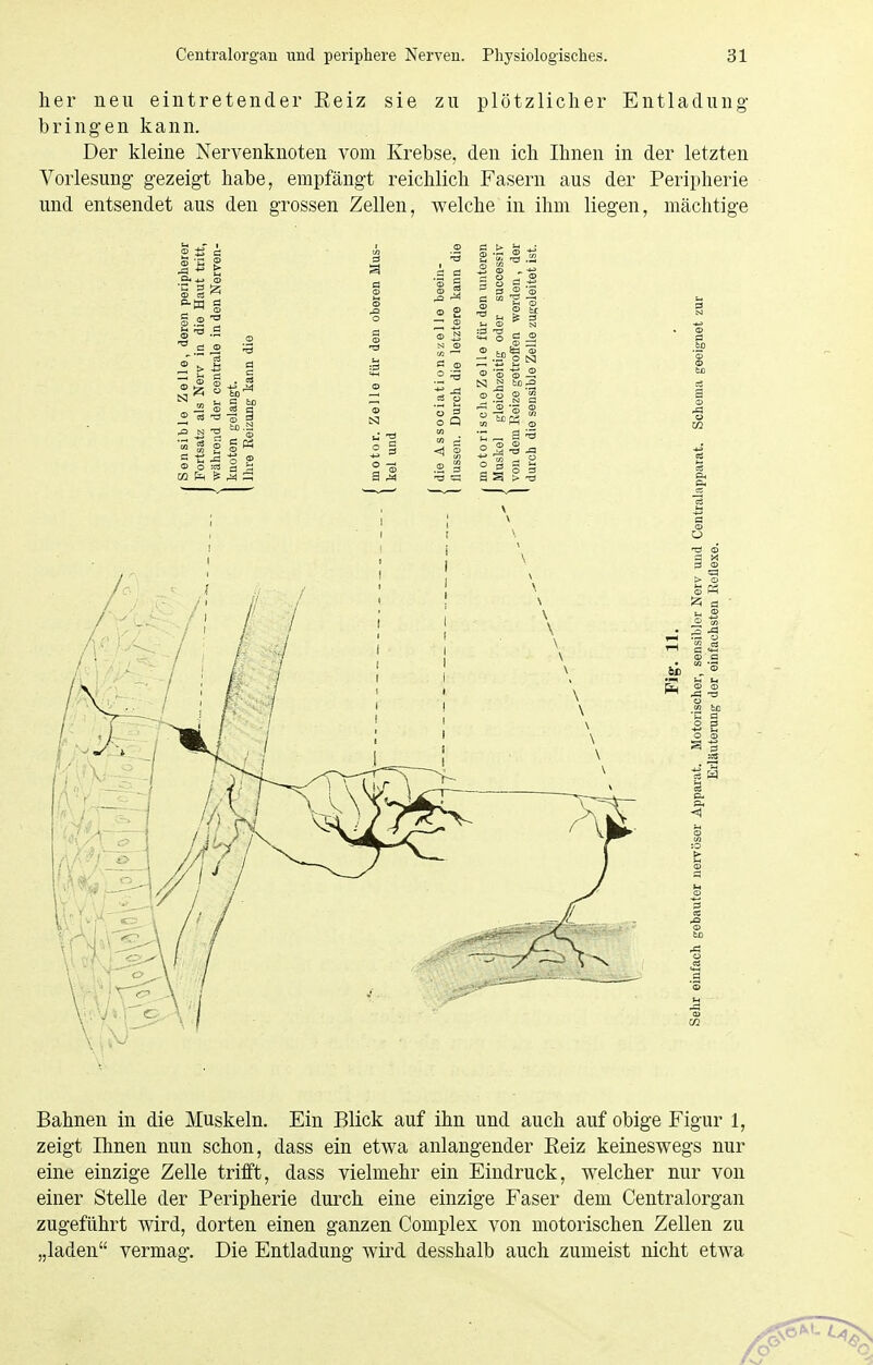 her neu eintretender Eeiz sie zu plötzlicher Entladung- bringen kann. Der kleine Nervenknoten vom Krebse, den ich Ihnen in der letzten Vorlesung gezeigt habe, empfängt reichlich Fasern aus der Peripherie und entsendet aus den grossen Zellen, welche in ihm liegen, mächtige V, Bahnen in die Muskeln. Ein Blick auf ihn und auch auf obige Figur 1, zeigt nmen nun schon, dass ein etwa anlangender Eeiz keineswegs nur eine einzige Zelle trifft, dass vielmehr ein Eindruck, welcher nur von einer Stelle der Peripherie durch eine einzige Faser dem Centralorgan zugeführt wird, dorten einen ganzen Complex von motorischen Zellen zu „laden vermag. Die Entladung wird desshalb auch zumeist nicht etwa