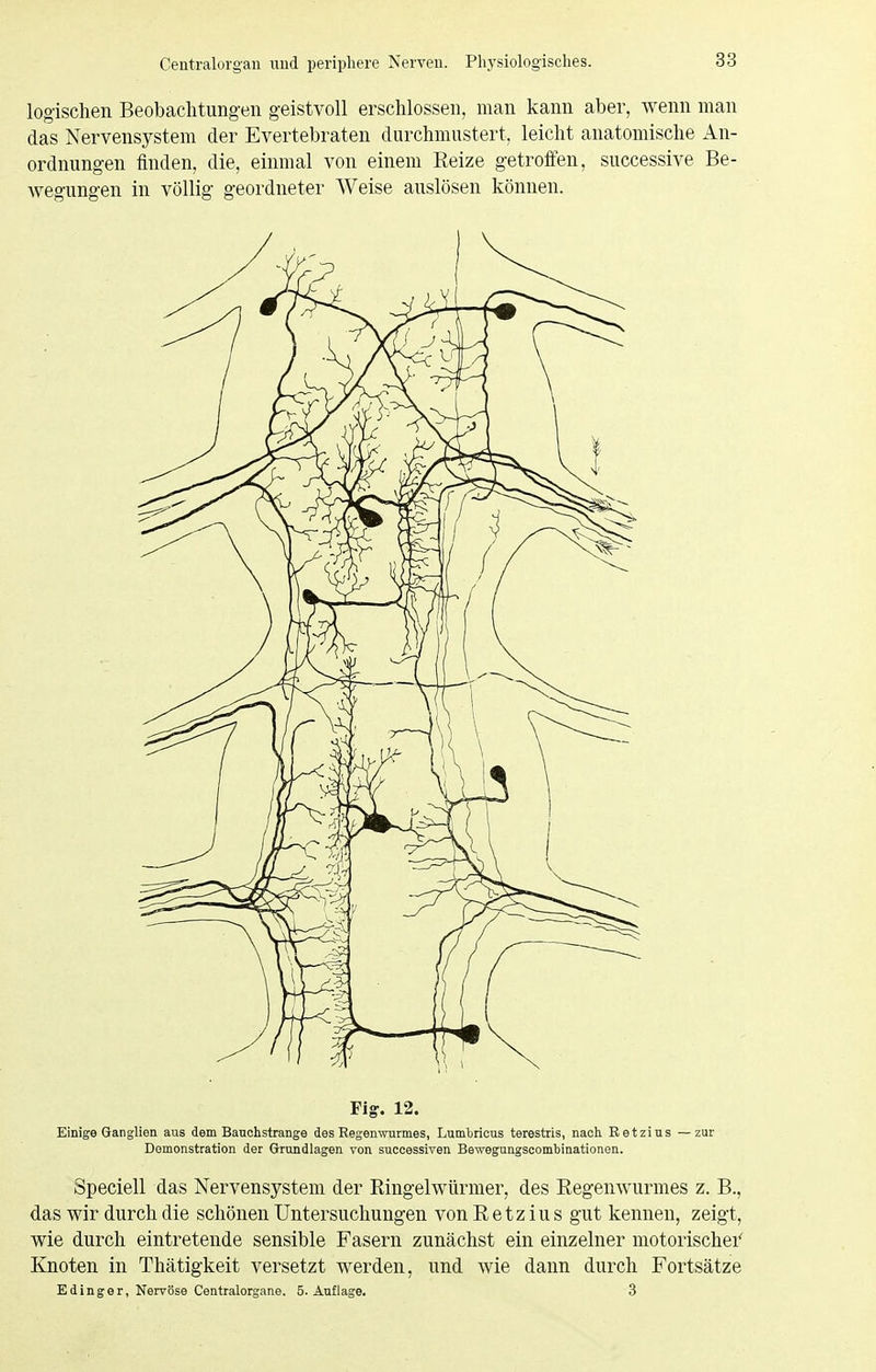 logischen Beobachtungen geistvoll erschlossen, man kann aber, wenn man das Nervensystem der Evertebraten durchmustert, leicht anatomische An- ordnungen finden, die, einmal von einem Reize getroffen, successive Be- wegungen in völlig geordneter Weise auslösen können. Fig. 12. Einige Ganglien aus dem Banchstrange des Eegemvurmes, Lumbricus terestris, nach Retzius —zur Demonstration der Grundlagen von successiven Bewegungscombinationen. Speciell das Nervensystem der Ringelwürmer, des Regenwurmes z. B., das wir durch die schönen Untersuchungen von Retzius gut kennen, zeigt, wie durch eintretende sensible Fasern zunächst ein einzelner motorischei' Knoten in Thätigkeit versetzt werden, und wie dann durch Fortsätze Ed Inger, Nervöse Centraiorgane. S.Auflage. 3