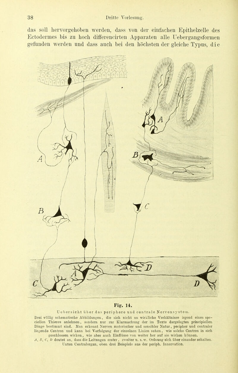 das soll liervorg-elioben Averden, dass von der einfaclien E^jitlielzelle des Ectodermes bis zu hoch differencirten Apparaten alle Uebergangsformen gefunden werden und dass auch bei den höchsten der gleiche Tj^pus, die Fig. 14. Ueljersiclit über das periphere und centrale Nervensystem. Drei völlig schematische Abbildungen, die sich nicht an wiriiliche Verhältnisse irgend eines spe- ciellen Thieres anlehnen, sondern nur zur Klarmachung der im Texte dargelegten principiellen Dingo bestimmt sind. Man erkennt Nerven motorischer und sensibler Natur, peripher und centraler lie^'ende Centren und kann bei Verfolgung der einzelnen Linien sehen, wie solche Centren in sich geschlossen wirken, wie aber auch Einflüsse von weiter her auf sie wirken können. A, ß, C, U deutet an, dass die Leitungen erster, zweiter u. s.w. Ordnung sich über einander schalten. Unten Centraiorgan, oben drei Beispiele aus der periph. Innervation.