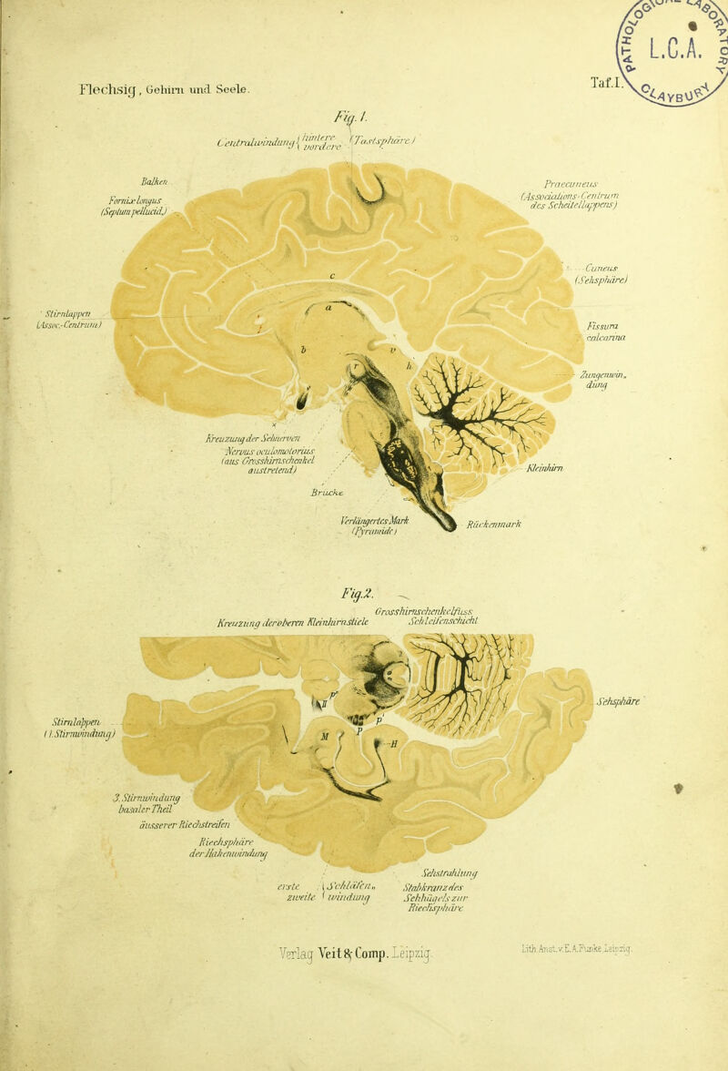 Fig.Z. OrosshiriiscbatkclfiLss Kreijznnq dfroberm KleirüurnsLiek SrhIciJ'tnschickl Slirnhppen. I I.Stirnwmdmjj) 3.Stimwindmy bdiahr Theil äiuiseriT Riedtslreifeii Riechsphärr derJlahemoint/mui zweiU' ' inindwig Sdix/rakJtini/ S'tnJikiwizdrs Sekhihiils zur Biecfis/iliäre Sehsphäre Lith,Anst.v.E.A.rniike ieren.j.