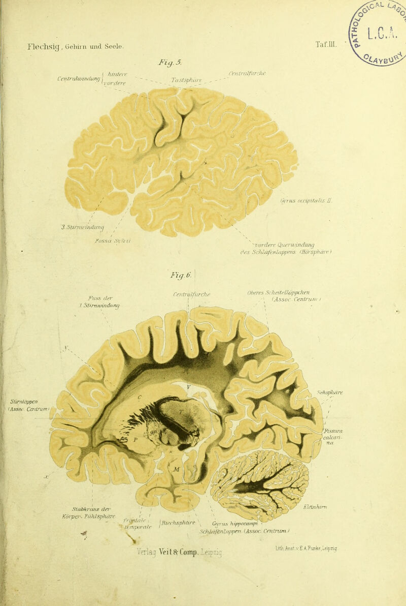 TalMU. I kiiüci r Cciitr(ilwin(li/n(i, ■' irorr/f'i Crittrdlpu-chc 3Slmiiii/id!iiiij /•'ds.sii .^i'/r/i Ijvi im nii-^jiteilis II. ^-vordm (Xuerwindumj S/ini/nfpcn (Assfic Caitrum /•'i/ss (Irr' I. St'miuindiim^j Fig.Ü. rnihvlfiirchr Oberes SeileHHUqrpi'-hen ,'' lAssüC- CcTilriiiii I ^i-hspliäre 'FOanira VC. ij\ Si(ihk]'(U[Z der ' i jvptu n r SrMttltnlitfprn Ussoc. Cmlncm I l.ith. Anst.v E. A.Fiuike ,j.eipzi(f