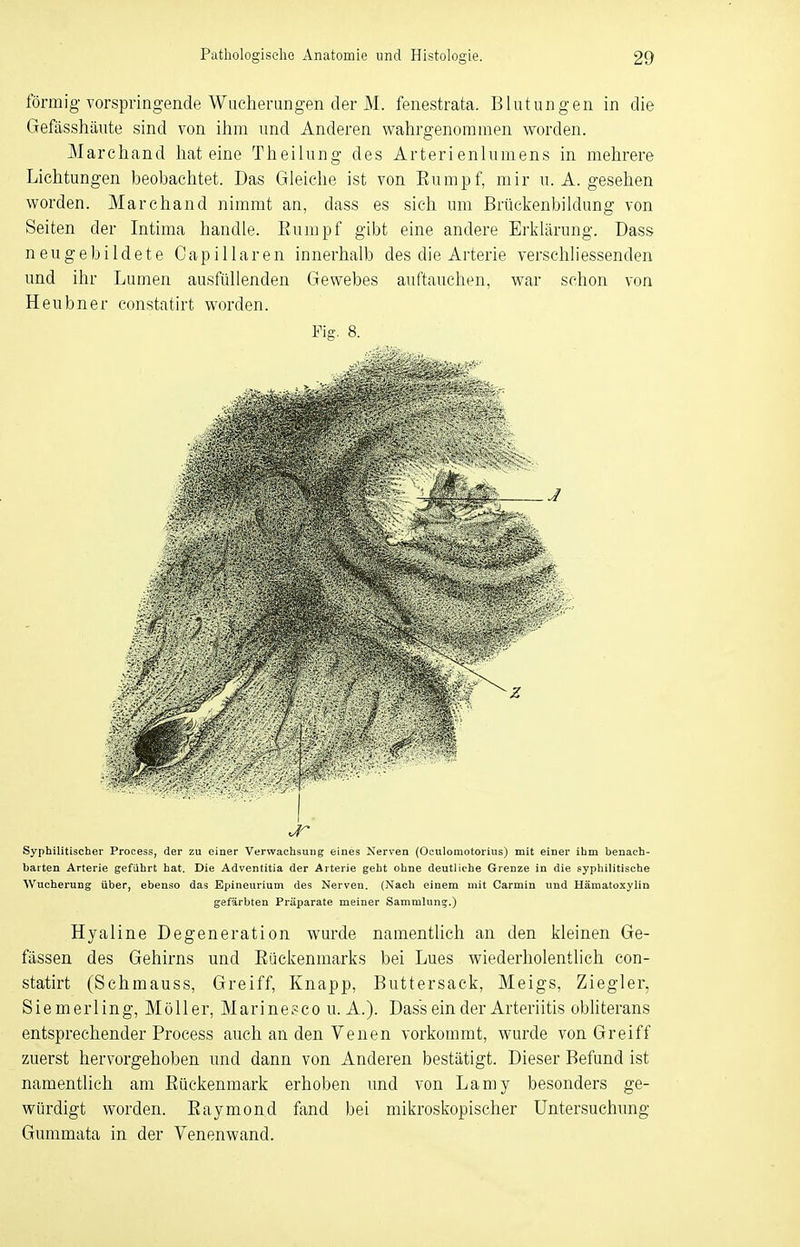 förmig vorspringende Wucherungen der M. fenestrata. Blutungen in die Gefässhäute sind von ihm und Anderen wahrgenommen worden. Marchand hat eine Theilung des Arterienlumens in mehrere Lichtungen beobachtet. Das Gleiche ist von Eumpf, mir u. A. gesehen worden. Marchand nimmt an, dass es sich um Brückenbildung von Seiten der Intima handle. Eumpf gibt eine andere Erklärung. Dass neugebildete Capillaren innerhalb des die Arterie verschliessenden und ihr Lumen ausfüllenden Gewebes auftauchen, war schon von Heubner constatirt worden. Fig. 8. Syphilitischer Process, der zu einer Verwachsung eines Nerven (Oculomotorius) mit einer ihm benach- barten Arterie geführt hat. Die Adventitia der Arterie geht ohne deutliche Grenze in die syphilitische Wucherung über, ebenso das Epineurium des Nerven. (Nach einem mit Carmin und Hämatoxylin gefärbten Präparate meiner Sammlung.) Hyaline Degeneration wurde namentlich an den kleinen Ge- fässen des Gehirns und Kückenmarks bei Lues wiederholentlich con- statirt (Schmauss, Greiff, Knapp, Buttersack, Meigs, Ziegler, Siemerling, Möller, Marinesco u. A.). Dass ein der Arteriitis obliterans entsprechender Process auch an den Venen vorkommt, wurde von Greiff zuerst hervorgehoben und dann von Anderen bestätigt. Dieser Befund ist namentlich am Büekenmark erhoben und von Lamy besonders ge- würdigt worden. Baymond fand bei mikroskopischer Untersuchung Gummata in der Venenwand.