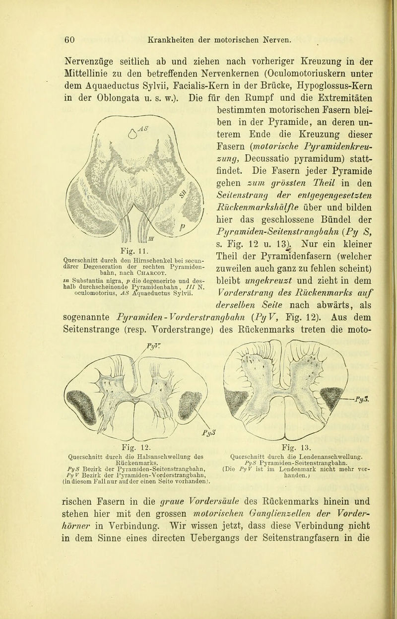 Nervenzüge seitlich ab und ziehen nach vorheriger Kreuzung in der Mittellinie zu den betreffenden Nervenkernen (Oculomotoriuskern unter dem Aquaeductus Sylvii, Facialis-Kern in der Brücke, Hypoglossus-Kern in der Oblongata u. s. w.). Die für den Eumpf und die Extremitäten bestimmten motorischen Fasern blei- ben in der Pyramide, an deren un- terem Ende die Kreuzung dieser Fasern {motorische Pyramidenki^eu- zung, Decussatio pyramidum) statt- findet. Die Fasern jeder Pyramide gehen zum grössten Theil in den Seilenstrang der entgegengesetzten Rückenmarkshälfle über und bilden hier das geschlossene Bündel der Pyramiden-Seilenstrangbahn {Py S, s. Fig. 12 u. 132- Nur ein kleiner Theil der Pyramidenfasern (welcher zuweilen auch ganz zu fehlen scheint) bleibt ungekreuzt und zieht in dem Vorderstrang des Rückenmarks auf derselben Seite nach abwärts, als sogenannte Pyramiden-Vorderstrangbahn (PyV, Fig. 12). Aus dem Seitenstrange (resp. Vorderstrange) des Rückenmarks treten die moto- Fig. 11. Querschnitt durch den Hirnschenkel bei secun- därer Degeneration der rechten Pyramiden- hahn, nach Chakcot. sn Substantia nigra, p die degenerirte und des- halb durchscheinende P^ramidenbahn, /// N. oculomotorius, AS Aquaeductus Sylvii. Fig. 12. Querschnitt durch die Halsanschwellung des Rückenmarlis. PyS Bezirk der Pyramiden-Seitonstrangbahn, PtfV Bezirk der Pyramiden-Vorderstrangbahn, (in diesem Fall nur auf der einen Seite vorhanden). Fiff. 13. Querschnitt durch die Lendenanschwellung. PyS Pyramiden-Seitenstrangbahn. (Die PyV ist im Lendenmark nicht mehr vor- handen, j rischen Fasern in die graue Vordersäule des Rückenmarks hinein und stehen hier mit den grossen motorischen Ganglienzellen der Vorder- hörner in Verbindung. Wir wissen jetzt, dass diese Verbindung nicht in dem Sinne eines directen Uebergangs der Seitenstrangfasern in die