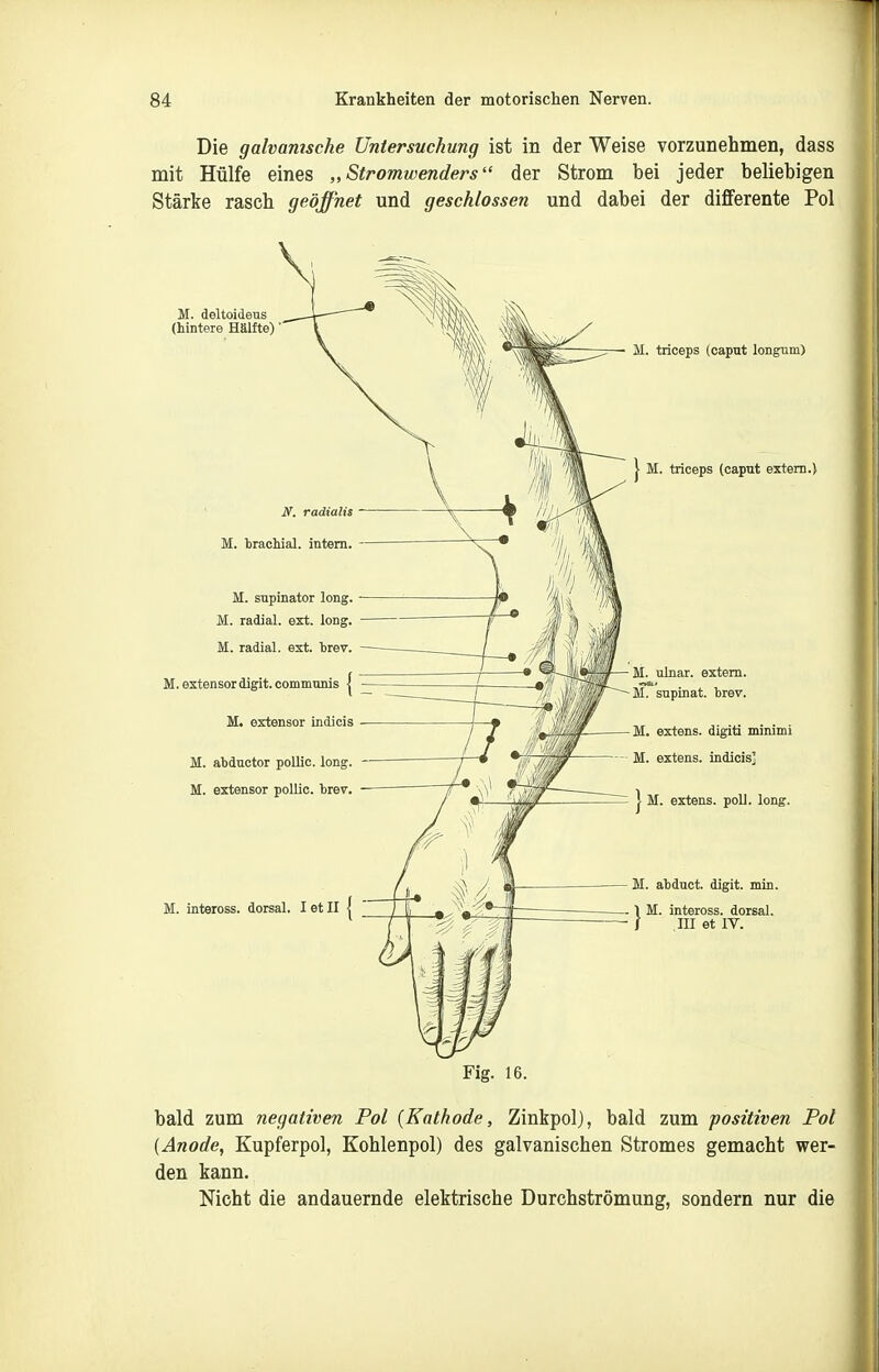 Die galvanische Untersuchung ist in der Weise vorzunehmen, dass mit Hülfe eines „Stromwenders der Strom bei jeder beliebigen Stärke rasch geöffnet und geschlossen und dabei der differente Pol M. deltoideus (hintere Hälfte) M. estensor digit. commnnis | — M. extensor indiois M. abductor pollic. long. - M. estensor poUic. brev, M. inteross. dorsal. I et II | N. radialis M. brachial, intern. M. supinator long. M. radial, ext. long. M. radial, ext. brev. M. triceps (Caput longum) I M. triceps (Caput extern.) (tl ' /1 « — M. ulnar, extern. M. supinat. brev. M. extens. digiti minimi M. extens. indicis] J M. extens. poll. long. M. abduct. digit. min. M. inteross. dorsal. III et IV. Fig. 16. bald zum negativen Fol {Kathode, Zinkpol), bald zum positiven Pol {Anode, Kupferpol, Kohlenpol) des galvanischen Stromes gemacht wer- den kann. Nicht die andauernde elektrische Durchströmung, sondern nur die