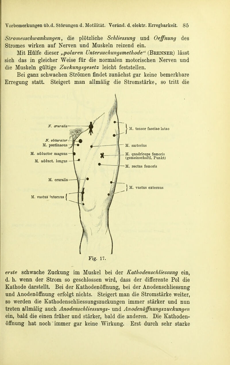 Slromesschwankungen, die plötzliche Schliessung und Oeffnung des Stromes wirken auf Nerven und Muskeln reizend ein. Mit Hülfe dieser „polaren Untersuchungsmethode (Brenner) lässt sich das in gleicher Weise für die normalen motorischen Nerven und die Muskeln gültige Zuckungsgesetz leicht feststellen. Bei ganz schwachen Strömen findet zunächst gar keine bemerkbare Erregung statt. Steigert man allmälig die Stromstärke, so tritt die M. ai M. M. Fig. 17. erste schwache Zuckung im Muskel bei der Kathodenschliessung ein, d. h. wenn der Strom so geschlossen wird, dass der differente Pol die Kathode darstellt. Bei der Kathodenöffnung, bei der Anodenschliessung und Anodenöffnung erfolgt nichts. Steigert man die Stromstärke weiter, so werden die Kathodenschliessungszuckungen immer stärker und nun treten allmälig auch Anodenschliessungs- und Anodenöffnungszuckungen ein, bald die einen früher und stärker, bald die anderen. Die Kathoden- öffnung hat noch immer gar keine Wirkung. Erst durch sehr starke