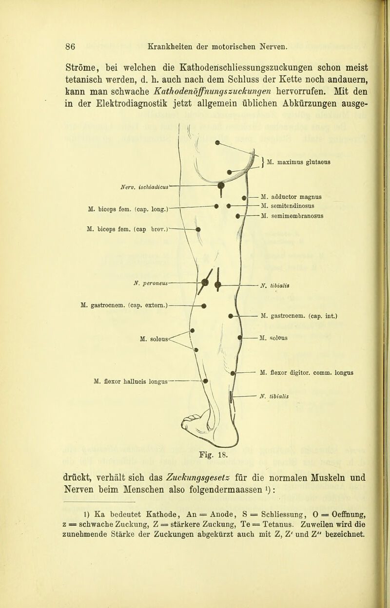 Ströme, bei welchen die Kathoderischliessungszuckungen schon meist tetanisch werden, d. h. auch nach dem Schluss der Kette noch andauern, kann man schwache Kathodenöjfnungszuckungen hervorrufen. Mit den in der Elektrodiagnostik jetzt allgemein üblichen Abkürzungen ausge- I M. maximns glntaens Nerv, ischiadicus M. bioeps fem. (cap. long.) M. biceps fem. (cap brev.) N. peroneus M. gastrocnem. (cap. extern.) M. soleus' M. flexor hallucis longns M. adductor magnus M. semitendinosus M. semimembranosus N. tibialis M. gastrocnem. (cap. int.) M. soleus M. flexor digitor. comm. longns JV. tibialis Fig. 18. drückt, verhält sich das Zuckungsgesetz für die normalen Muskeln und Nerven beim Menschen also folgendermaassen i): 1) Ka bedeutet Kathode, An = Anode, S = Schliessung, 0 = Oeffnung, z = schwache Zuckung, Z = stärkere Zuckung, Te = Tetanus. Zuweilen wird die zunehmende Stärke der Zuckungen abgekürzt auch mit Z, Z' und Z bezeichnet. I