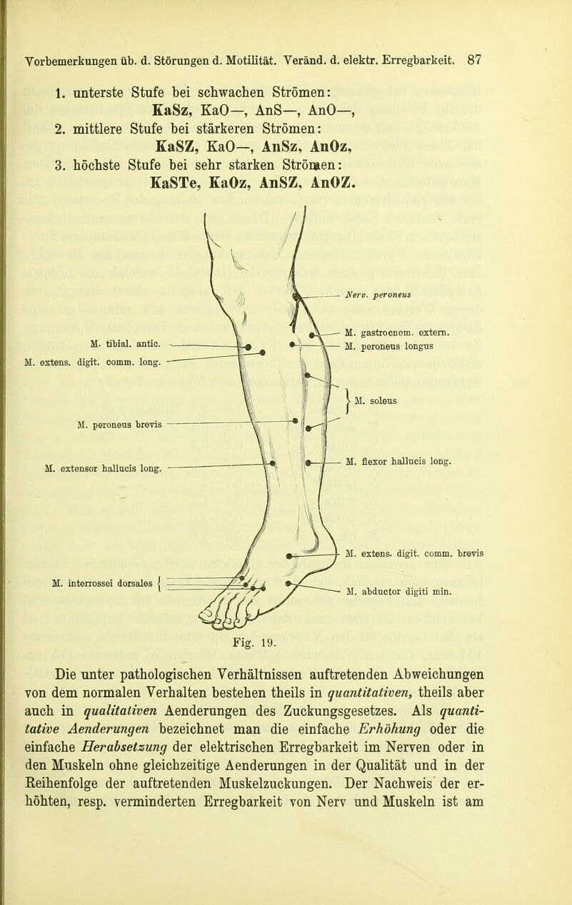 1. unterste Stufe bei schwachen Strömen: KaSz, KaO—, AnS—, AnO—, 2. mittlere Stufe bei stärkeren Strömen: KaSZ, KaO—, AnSz, AnOz, 3. höchste Stufe bei sehr starken Strömen: KaSTe, KaOz, AnSZ, AnOZ. Fig. 19. Die unter pathologischen Verhältnissen auftretenden Abweichungen von dem normalen Verhalten bestehen theils in quantitativen, theils aber auch in qualitativen Aenderungen des Zuckungsgesetzes. Als quanti- tative Aenderungen bezeichnet man die einfache Erhöhung oder die einfache Herabsetzung der elektrischen Erregbarkeit im Nerven oder in den Muskeln ohne gleichzeitige Aenderungen in der Qualität und in der Reihenfolge der auftretenden Muskelzuckungen. Der Nachweis der er- höhten, resp. verminderten Erregbarkeit von Nerv und Muskeln ist am