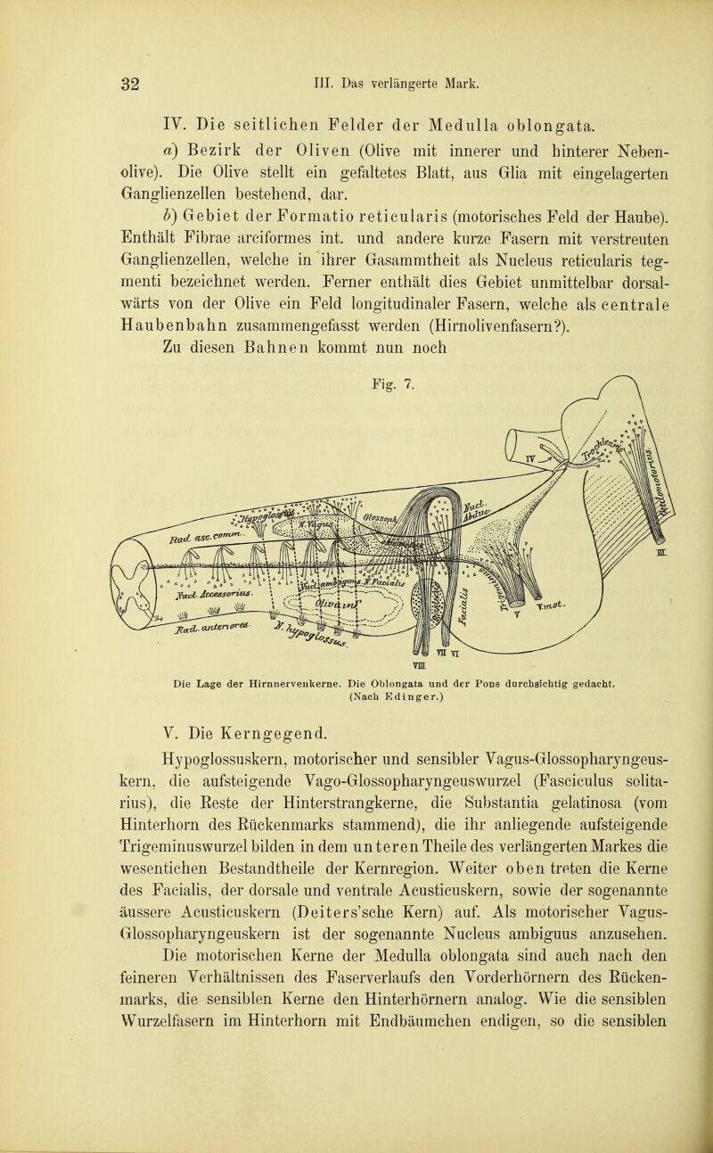 lY. Die seitlichen Felder der Medulla oblongata. «) Bezirk der Oliven (Olive mit innerer und hinterer Neben- olive). Die Olive stellt ein gefaltetes Blatt, aus Glia mit eingelagerten Ganglienzellen bestehend, dar. b) Gebiet der Formatio reticularis (motorisches Feld der Haube). Enthält Fibrae arciformes int. und andere kurze Fasern mit verstreuten Ganghenzellen, welche in ihrer Gasammtheit als Nucleus reticularis teg- menti bezeichnet werden. Ferner enthält dies Gebiet unmittelbar dorsal- wärts von der Olive ein Feld longitudinaler Fasern, welche als centrale Haubenbahn zusammengefasst werden (Hirnolivenfasern?). Zu diesen Bahnen kommt nun noch Die Lage der Hirnnerveiikerne. Die Oblongata und der Pons durchsichtig gedacht. (Nach Edinger.) Y. Die Kerngegend. Hypoglossuskern, motorischer und sensibler Yagus-Glossopharyngeus- kern, die aufsteigende Yago-Glossopharyngeuswurzel (Fasciculus solita- rius), die Beste der Hinterstrangkerne, die Substantia gelatinosa (vom Hinterhorn des Eückenmarks stammend), die ihr anliegende aufsteigende Trigeminus Wurzel bilden in dem unteren Theile des verlängerten Markes die wesentichen Bestandtheile der Kernregion. Weiter oben treten die Kerne des Facialis, der dorsale und ventrale Acusticuskern, sowie der sogenannte äussere Acusticuskern (Deiters'sehe Kern) auf. Als motorischer Yagus- Glossopharyngeuskern ist der sogenannte Nucleus ambiguus anzusehen. Die motorischen Kerne der Medulla oblongata sind auch nach den feineren Yerhältnissen des Faserverlaufs den Yorderhörnern des Eücken- marks, die sensiblen Kerne den Hinterhörnern analog. VYie die sensiblen Wurzelfasern im Hinterhorn mit Endbäumchen endigen, so die sensiblen