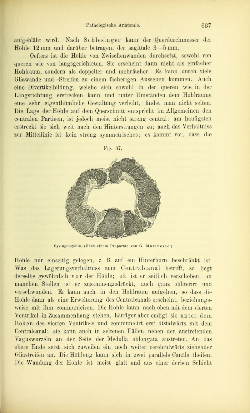 aufgebläht wird. Nach Schlesinger kann der Querdurchmesser der Höhle 12 mm und darüber betragen, der sagittale 3—5 mm. Oefters ist die Höhle von Zwischenwänden durchsetzt, sowohl von queren wie von längsgerichteten. Sie erscheint dann nicht als einfacher Hohlraum, sondern als doppelter und mehrfacher. Es kann durch viele GHawände imd -Streifen zu einem fächerigen Aussehen kommen. Auch eine Divertikelbildung, welche sich sowohl in der queren wie in der Längsrichtung erstrecken kann und unter Umständen dem Hohlräume eine sehr eigenthümliche Gestaltung verleiht, findet man nicht selten. Die Lage der Höhle auf dem Querschnitt entspricht im Allgemeinen den centralen Partieen, ist jedoch meist nicht streng central: am häutigsten erstreckt sie sich weit nach den Hintersträngen zu; auch das Yerhältniss zur Mittellinie ist kein streng symmetrisches; es kommt vor, dass die Fig. 37. Syringoinyelie. (Nach einem Präparate von G. Marinesco.) Höhle nur einseitig gelegen, z. B. auf ein Hinterhorn beschränkt ist. Was das Lagerungsverhältniss zum Centralcanal betrifft, so liegt derselbe gewöhnlich vor der Höhle; oft ist er seitlich verschoben, an manchen Stellen ist er zusammengedrückt, auch ganz obliterirt und verschwunden. Er kann auch in den Hohlraum aufgehen, so dass die Höhle dann als eine Erweiterung des Centralcanals erscheint, beziehungs- weise mit ihm communiciren. Die Höhle kann nach oben mit dem vierten Ventrikel in Zusammenhang stehen, häufiger aber endigt sie unter dem Boden des vierten Ventrikels und communicirt erst distalwärts mit dem Centralcanal; sie kann auch in seltenen Fällen neben den austretenden Vaguswurzeln an der Seite der Medulla oblongata austreten. An das obere Ende setzt sich zuweilen ein noch weiter cerebralwärts ziehender Gliastreifen an. Die Höhlimg kann sich in zwei parallele Canäle theilen. Die Wandung der Höhle ist meist glatt und aus einer derben Schicht