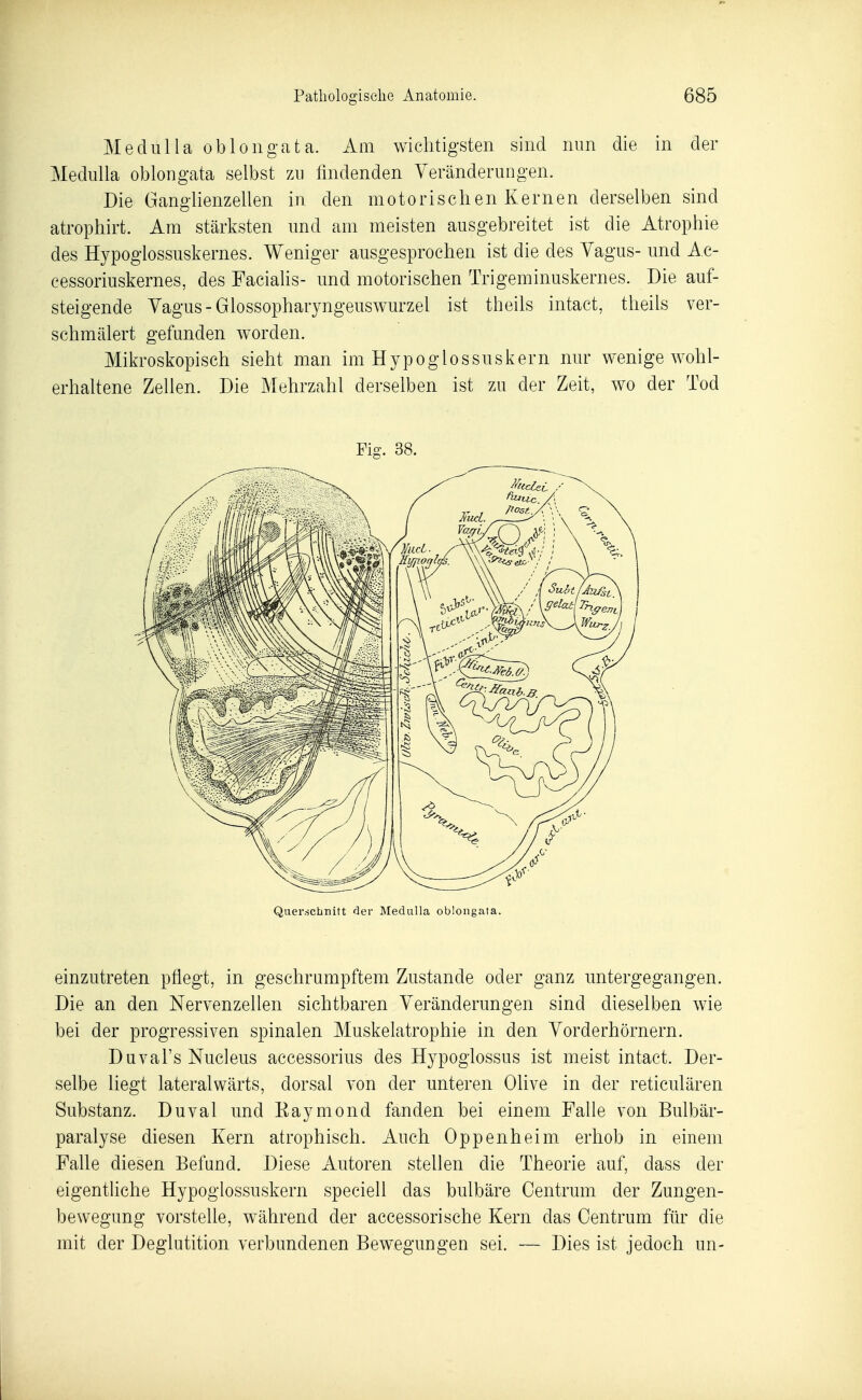 Medulla oblong ata. Am wichtigsten sind nun die in der Medulla oblongata selbst zn findenden Veränderungen. Die Ganglienzellen in den motorischen Kernen derselben sind atrophirt. Am stärksten und am meisten ausgebreitet ist die Atrophie des Hypoglossuskernes. Weniger ausgesprochen ist die des Vagus- und Ac- cessoriuskernes, des Facialis- und motorischen Trigeminuskernes. Die auf- steigende Vagus - Glossopharyngeuswurzel ist theils intact, theils ver- schmälert gefunden worden. Mikroskopisch sieht man im H yp o g l o s su s kern nur wenige wohl- erhaltene Zellen. Die Mehrzahl derselben ist zu der Zeit, wo der Tod Fig. 38. Querschnitt der Medulla oblongata. einzutreten pflegt, in geschrumpftem Zustande oder ganz untergegangen. Die an den Nervenzellen sichtbaren Veränderungen sind dieselben wie bei der progressiven spinalen Muskelatrophie in den Vorderhörnern. Duval's Nucleus accessorius des Hypogiossus ist meist intact. Der- selbe liegt lateralwärts, dorsal von der unteren Olive in der reticulären Substanz. Duval und Kaymond fanden bei einem Falle von Bulbär- paralyse diesen Kern atrophisch. Auch Oppenheim erhob in einem Falle diesen Befund. Diese Autoren stellen die Theorie auf, dass der eigentliche Hypoglossuskern speciell das bulbäre Centrum der Zungen- bewegung vorstelle, während der accessorische Kern das Oentrum für die mit der Deglutition verbundenen Bewegungen sei. — Dies ist jedoch un-