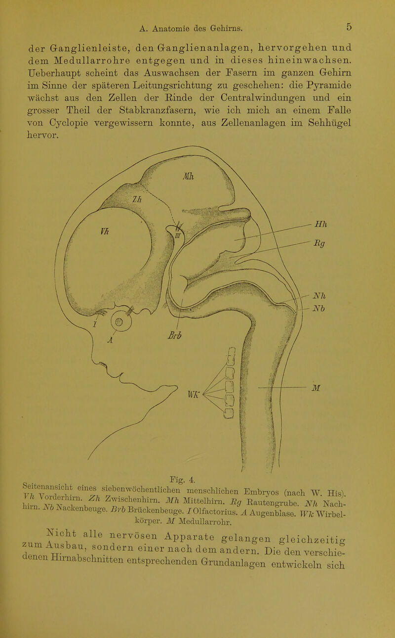 der Ganglienleiste, den G-anglienanlagen, hervorgehen und dem Medullarrolire entgegen und in dieses hineinwaclisen. Ueberhaupt scheint das Auswachsen der Fasern im ganzen Grehim im Sinne der späteren Leitungsrichtung zu geschehen: die Pyramide wächst aus den Zellen der Rinde der Centraiwindungen und ein grosser Theil der Stabkranzfasern, wie ich mich an einem Falle von Cyclopie vergewissern konnte, aus Zellenanlagen im Sehhügel hervor. Fig. 4. Seitenansicht eines siebenwöchentlichen menschlichen Embryos (nach W. His) Vh Vorderhu-n. Zh Zwischenhirn. Mh Mittelhirn. Eg Eautengrube. Nh m2 Inrn. .Yö Nackenbenge. ^rö Brückenbeuge. /Olfactorius.^^ AngenLse! Wübl Ivorper. M Medullarrohr. .nr. ^^^^ ^ervösen Apparate gelangen gleichzeitig denen H- ^ T'!. '''' ^'^ ^'^ ^'^^ ^^^^^^^ie denen Hnnabschmtten entsprechenden Grundanlagen entwickeln sich